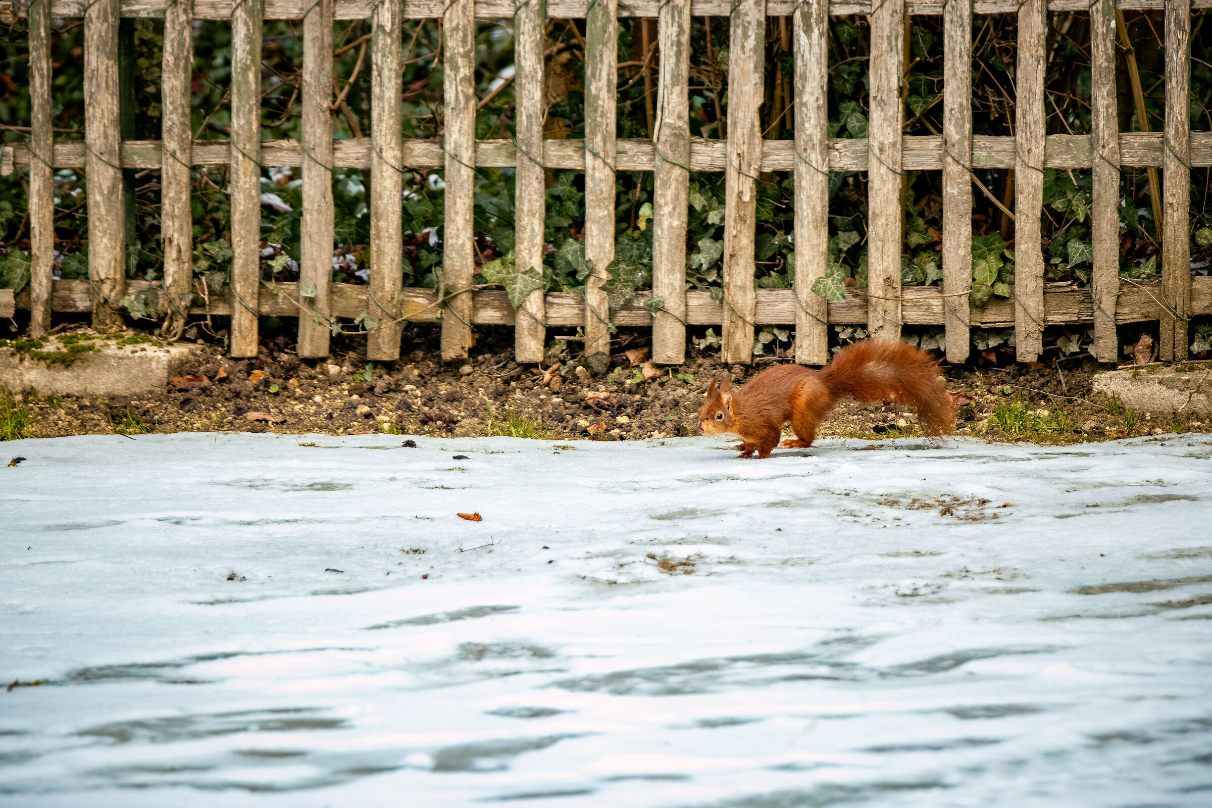 Squirrel at Versailles