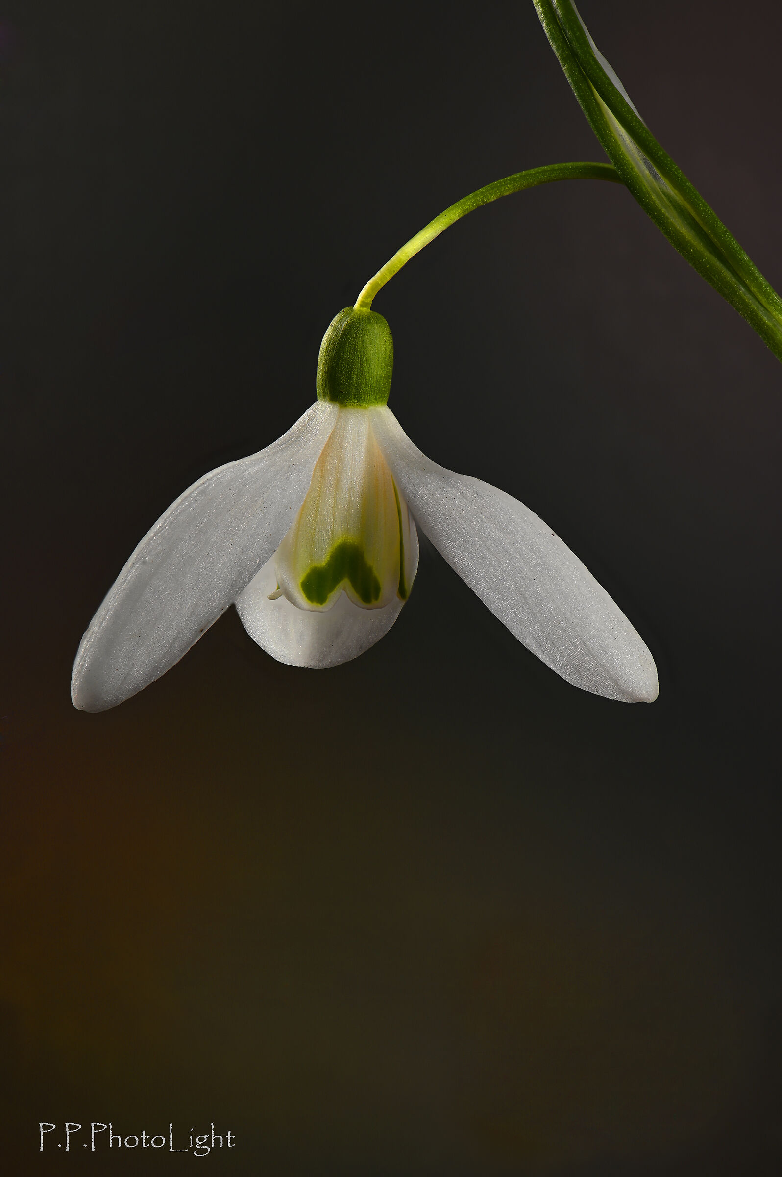 A snowdrop