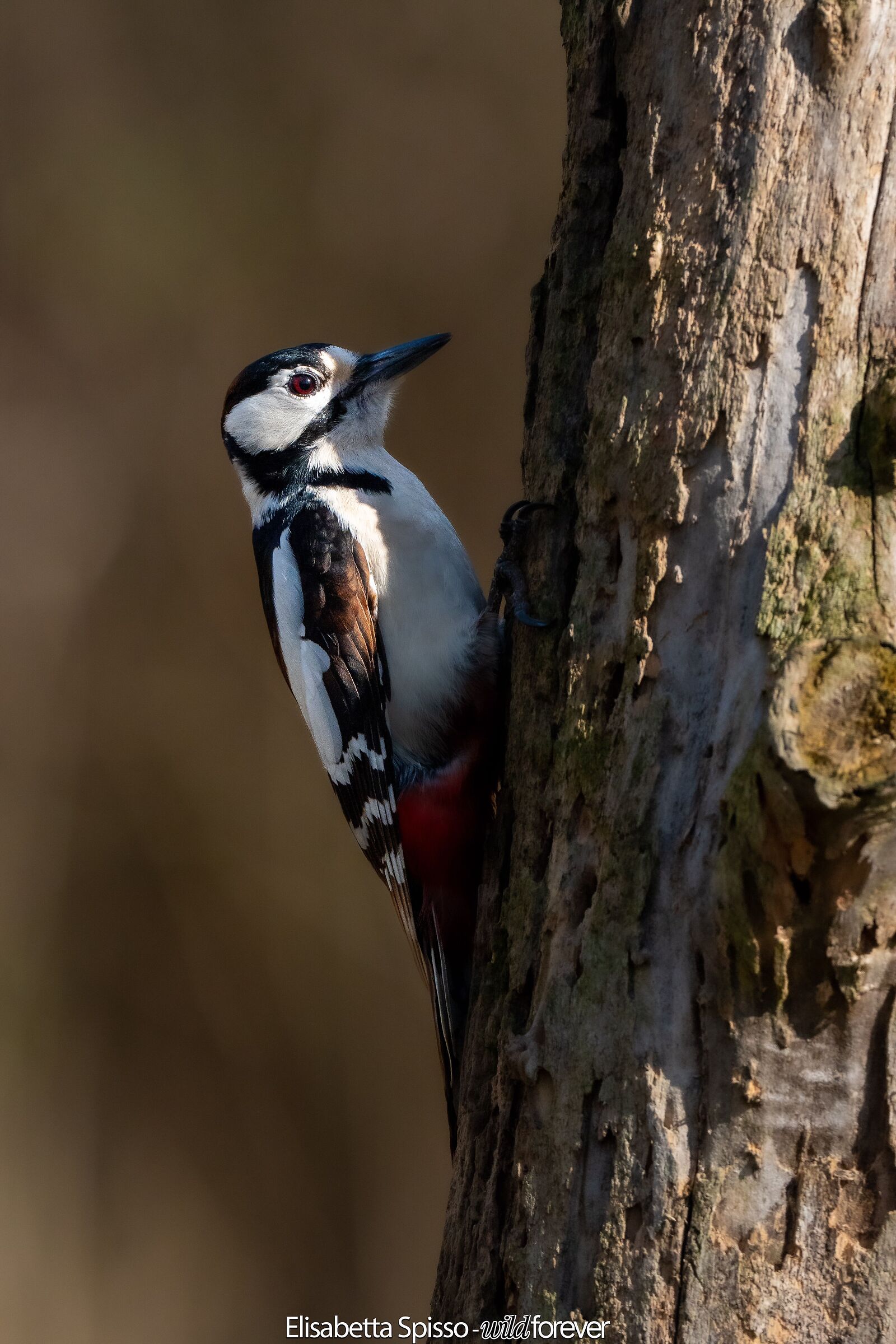 Great Spotted Woodpecker