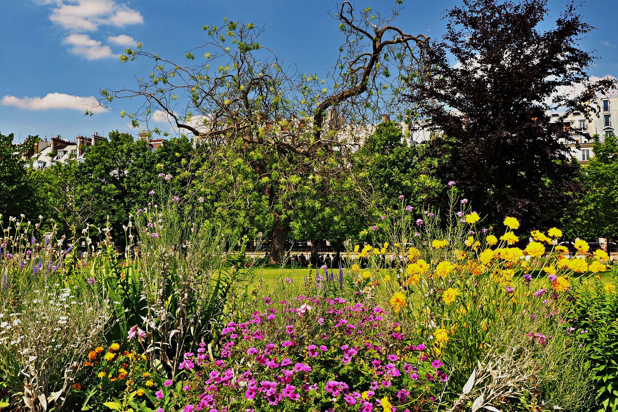 JARDIN DES TUILERIES EN FLEUR JUIN 2014