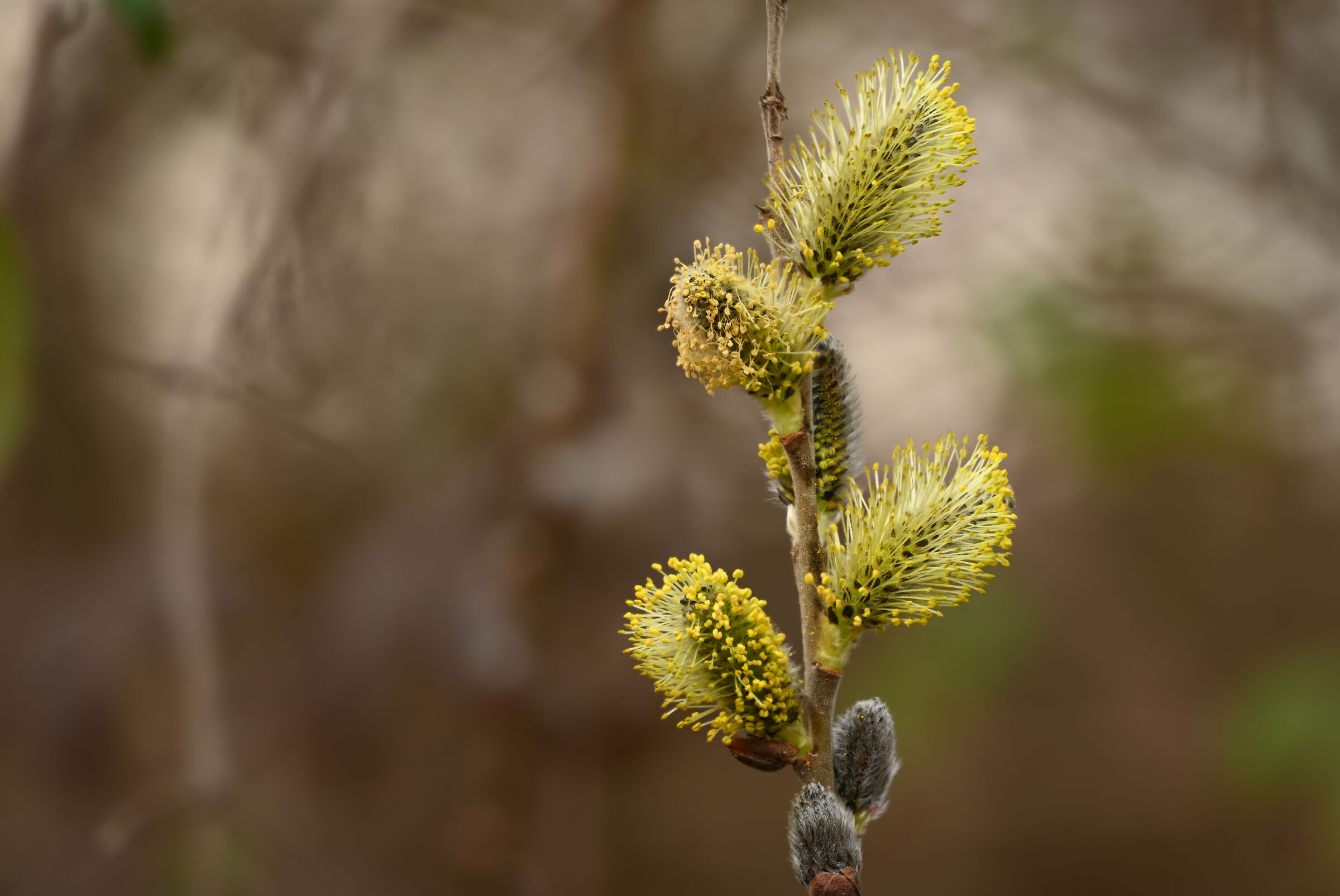 Salix
