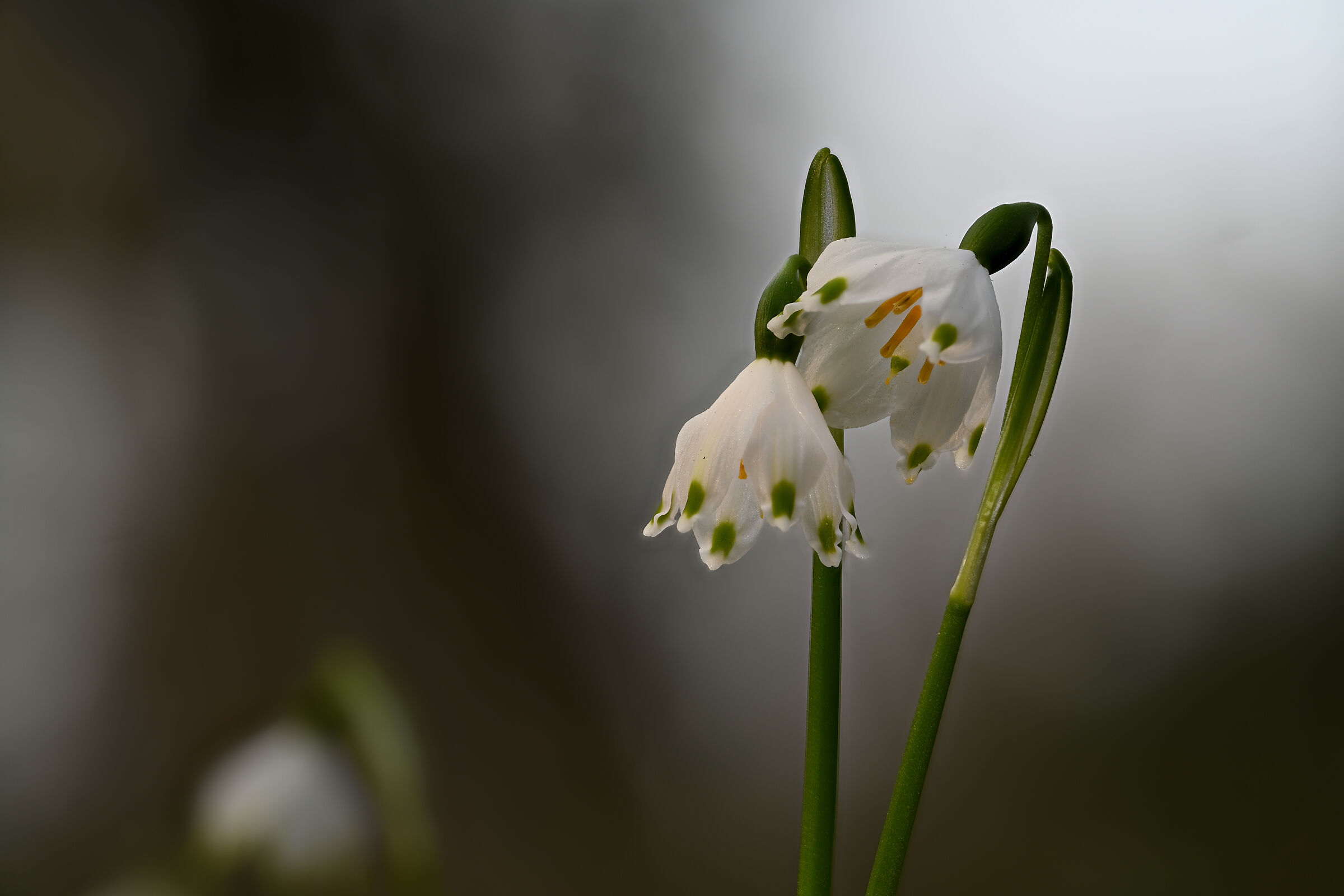 leucojum