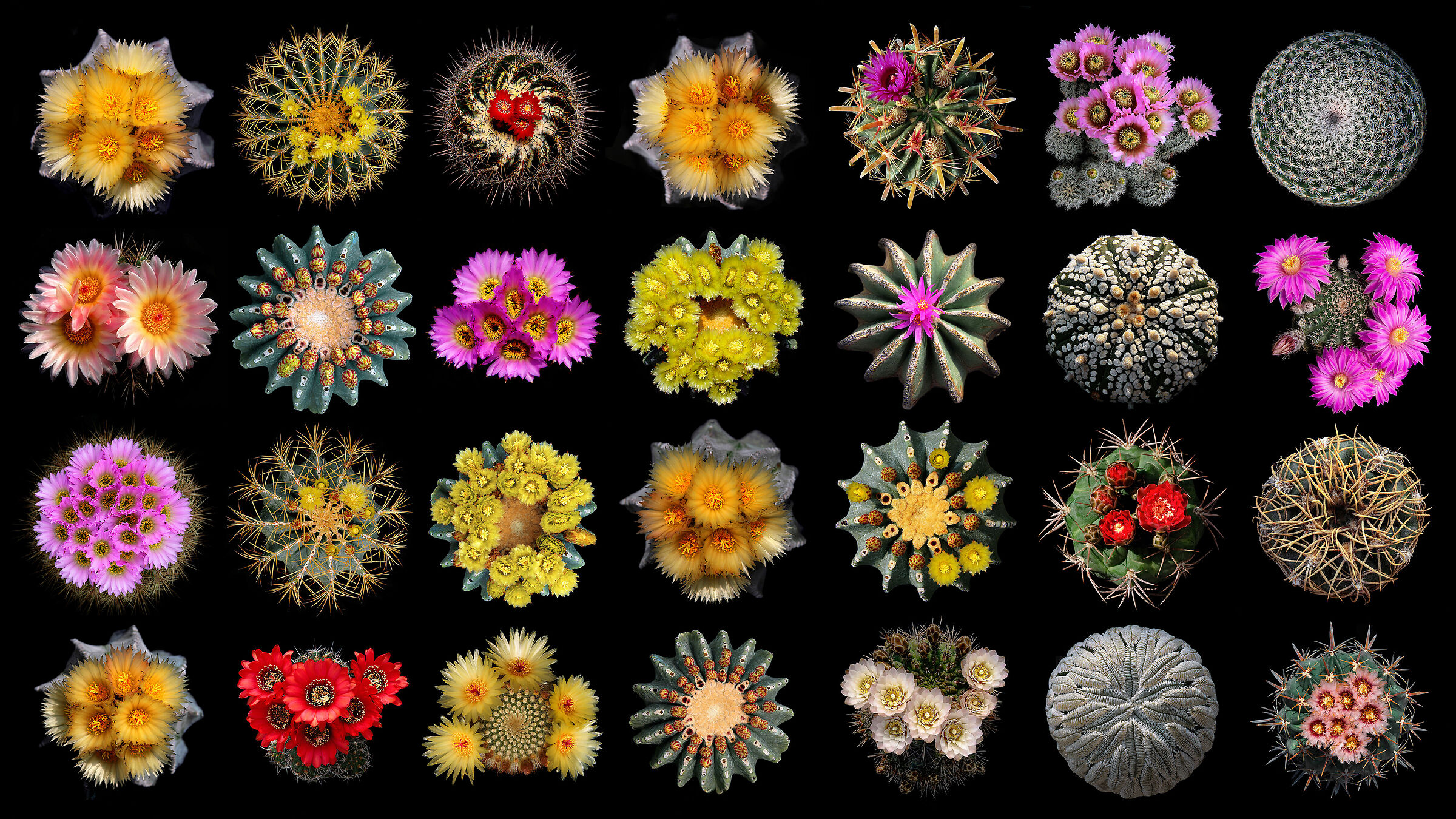28 MANDALAS