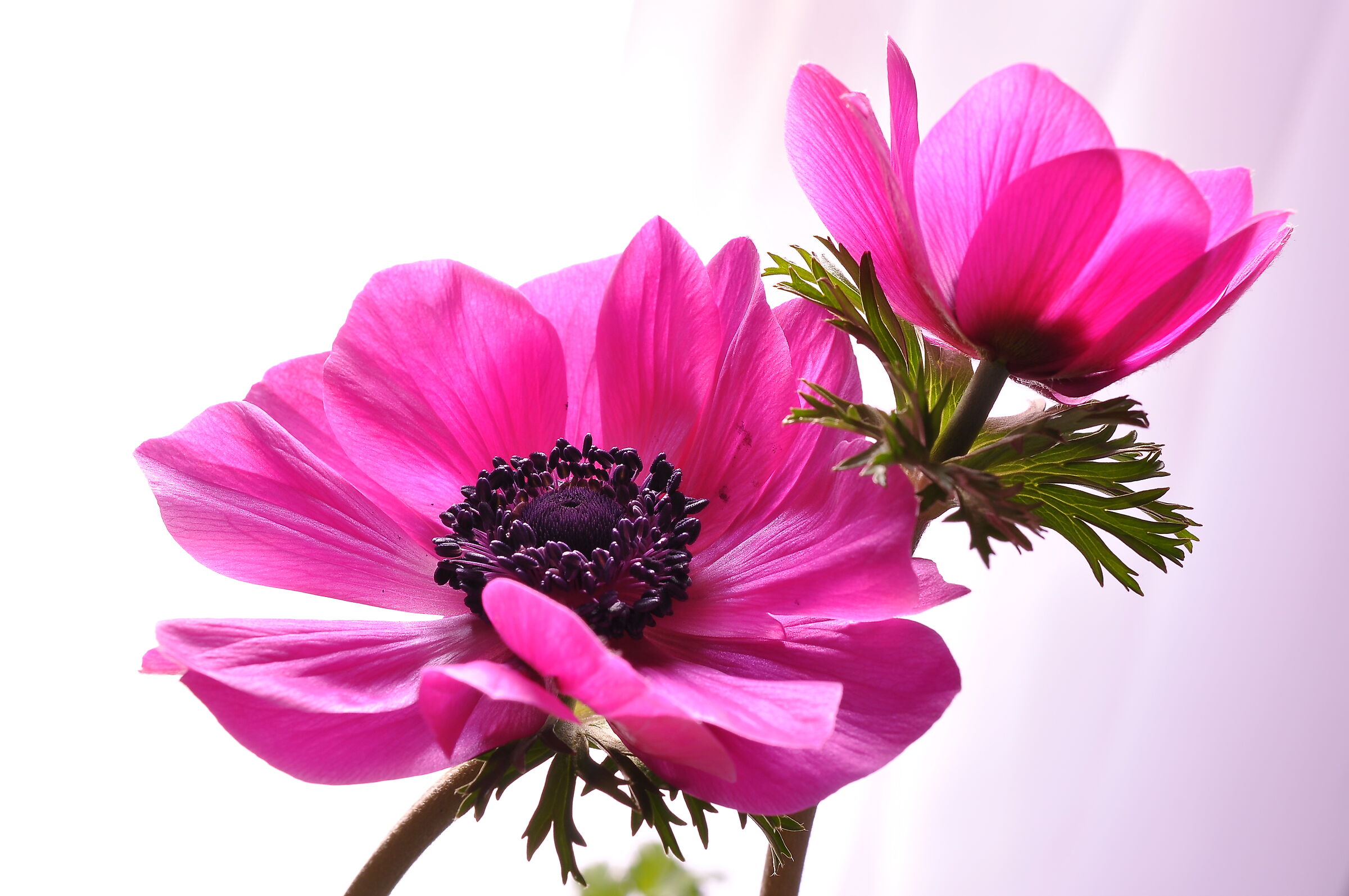 Anemone