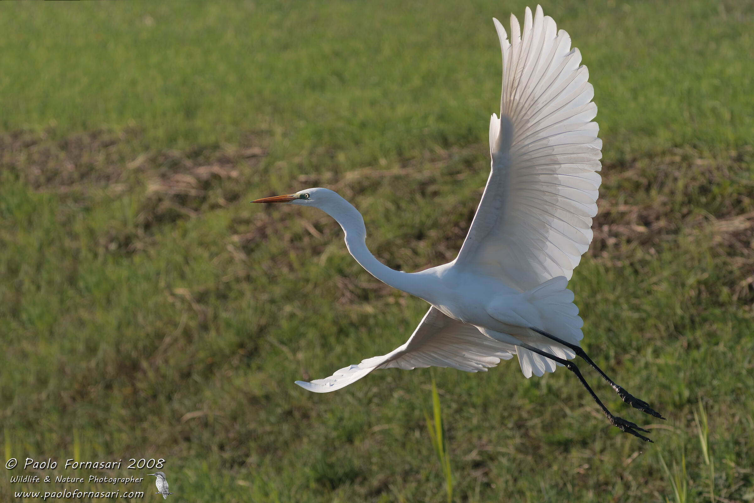 Airone bianco maggiore