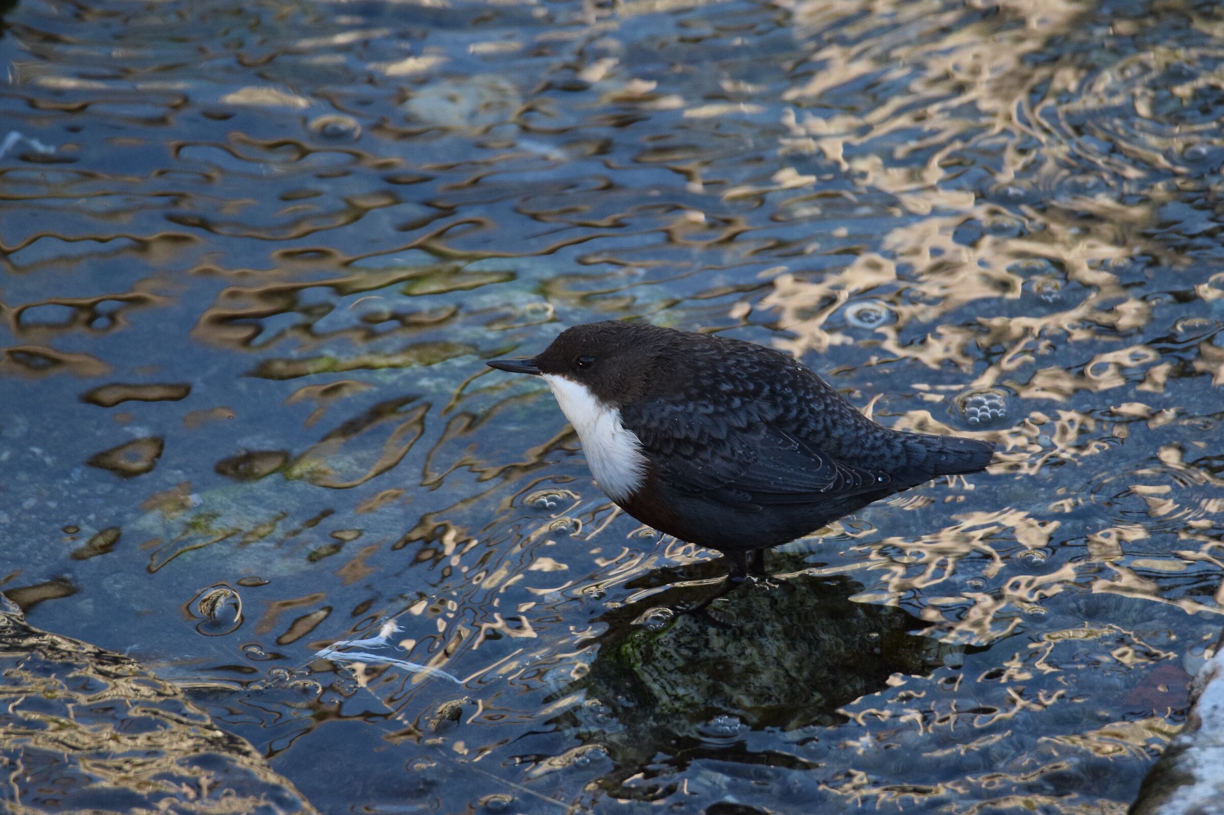 White-throated dipper