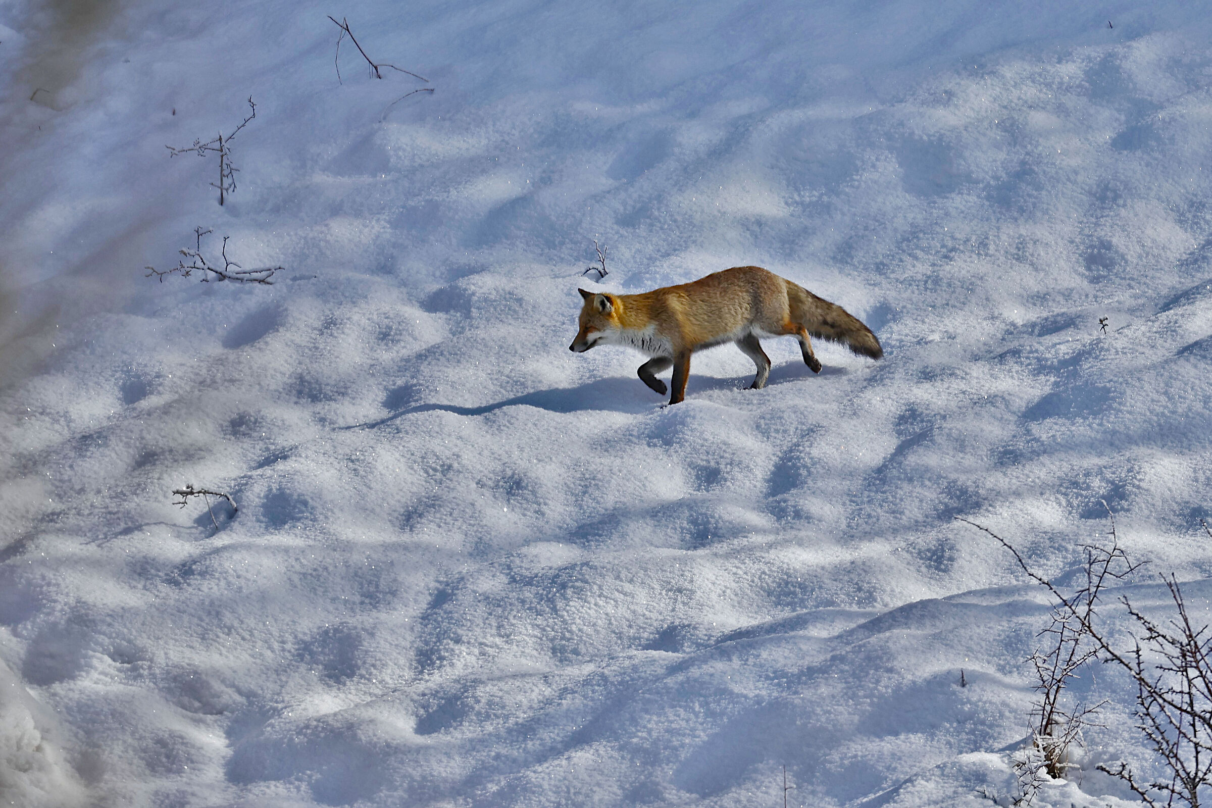 Fox hunting in the snow