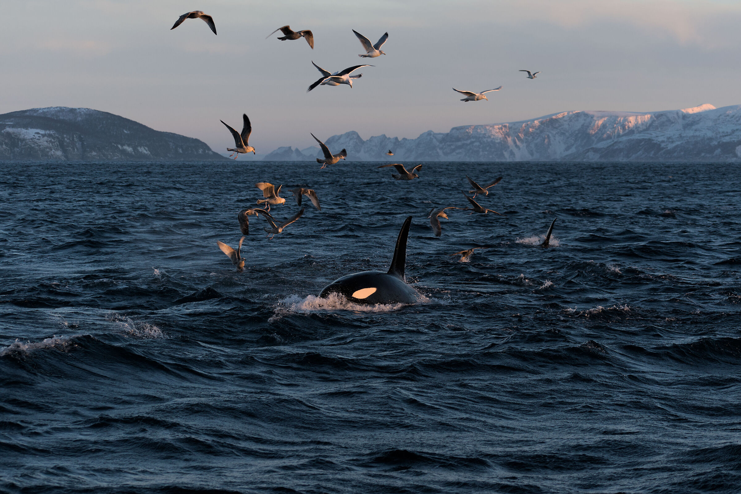 Orche, Skjervøy, Norvegia