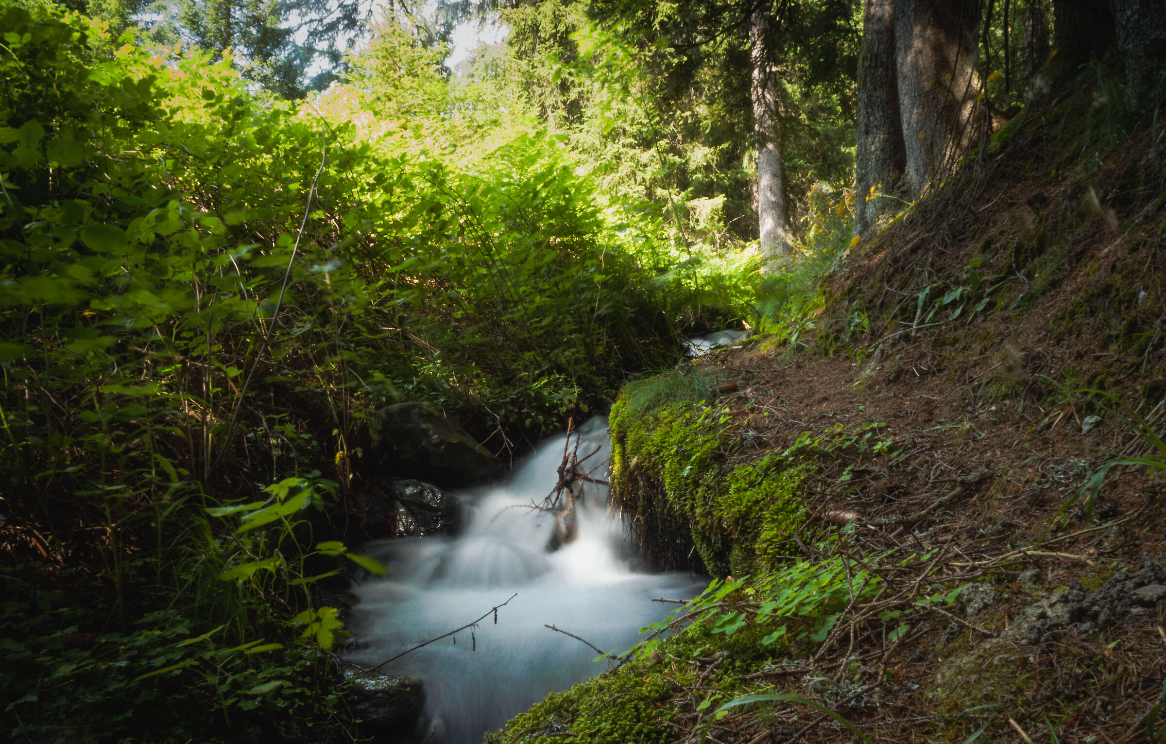 into the woods