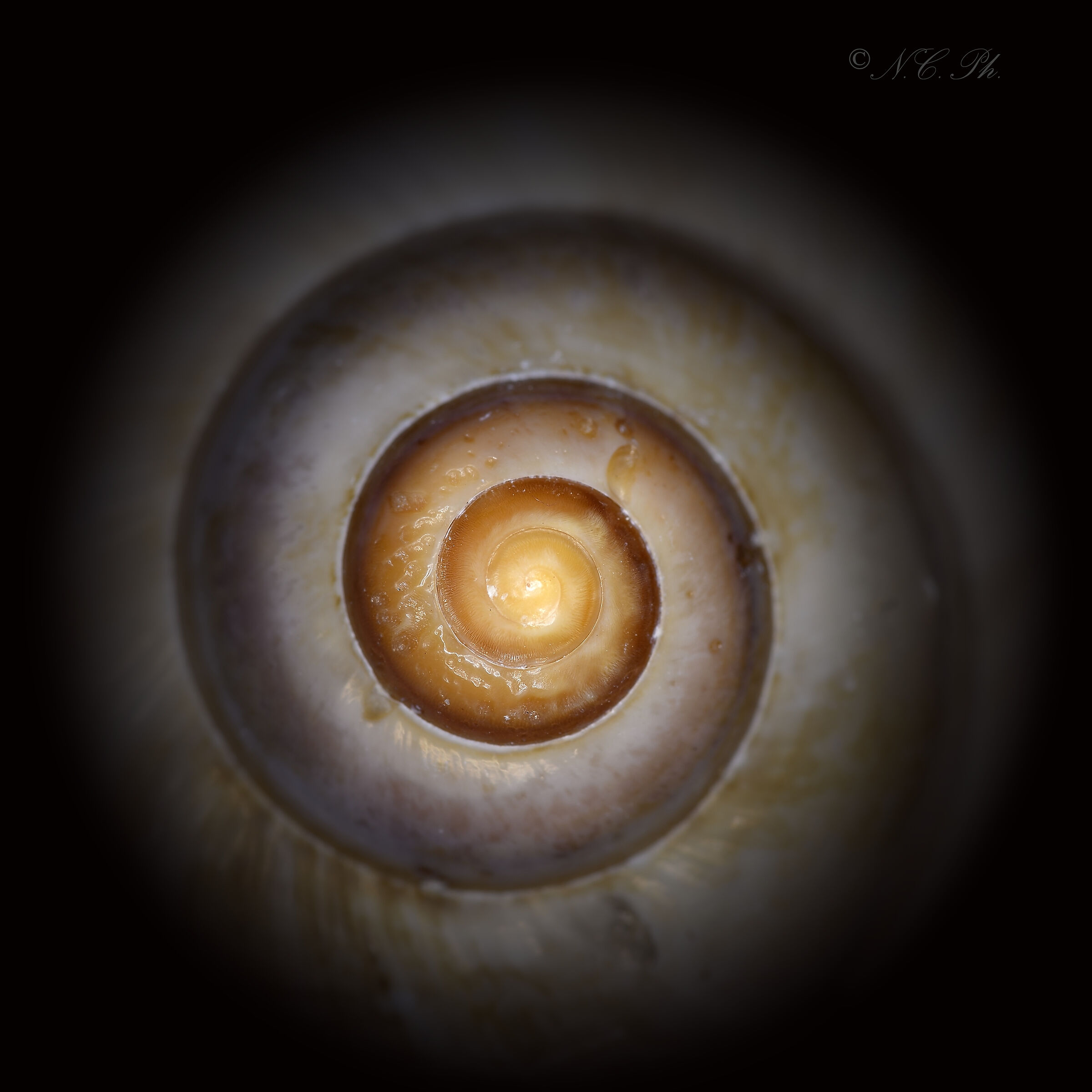 conchiglia di mare