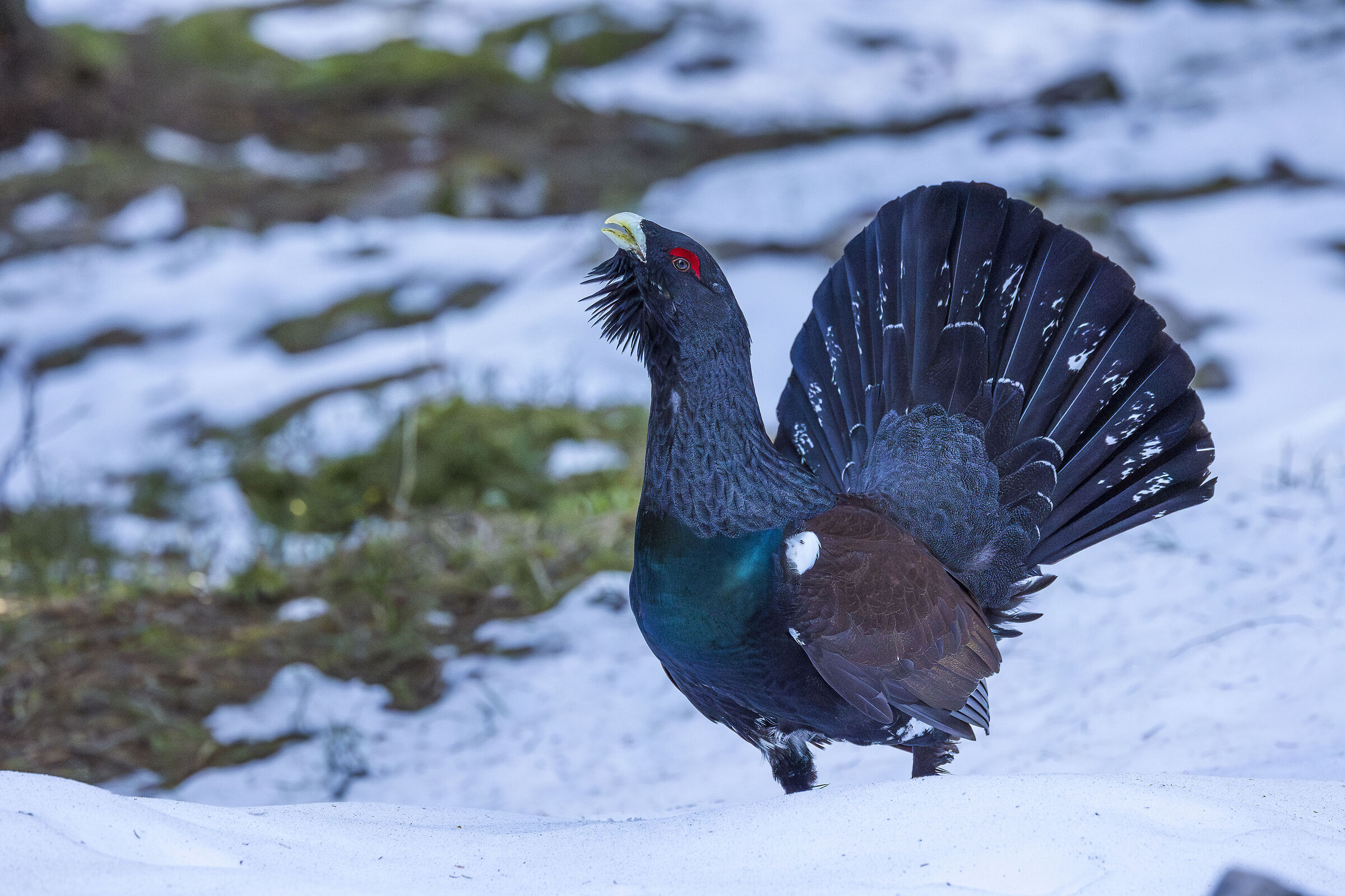 Blue capercaillie