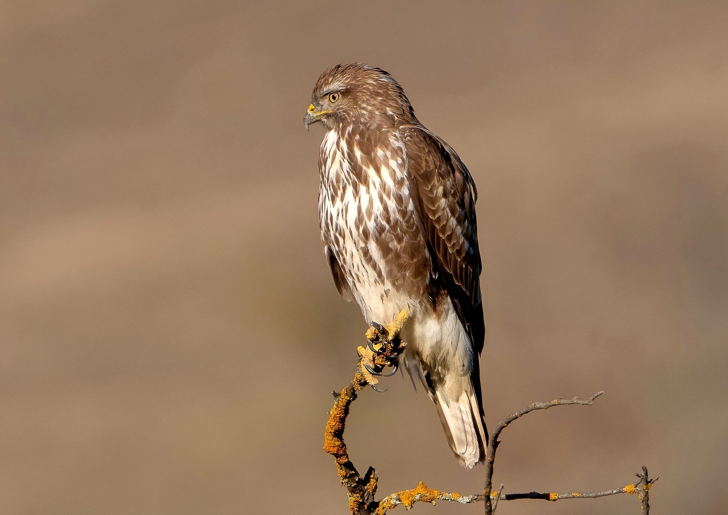 Poiana (Buteo buteo)
