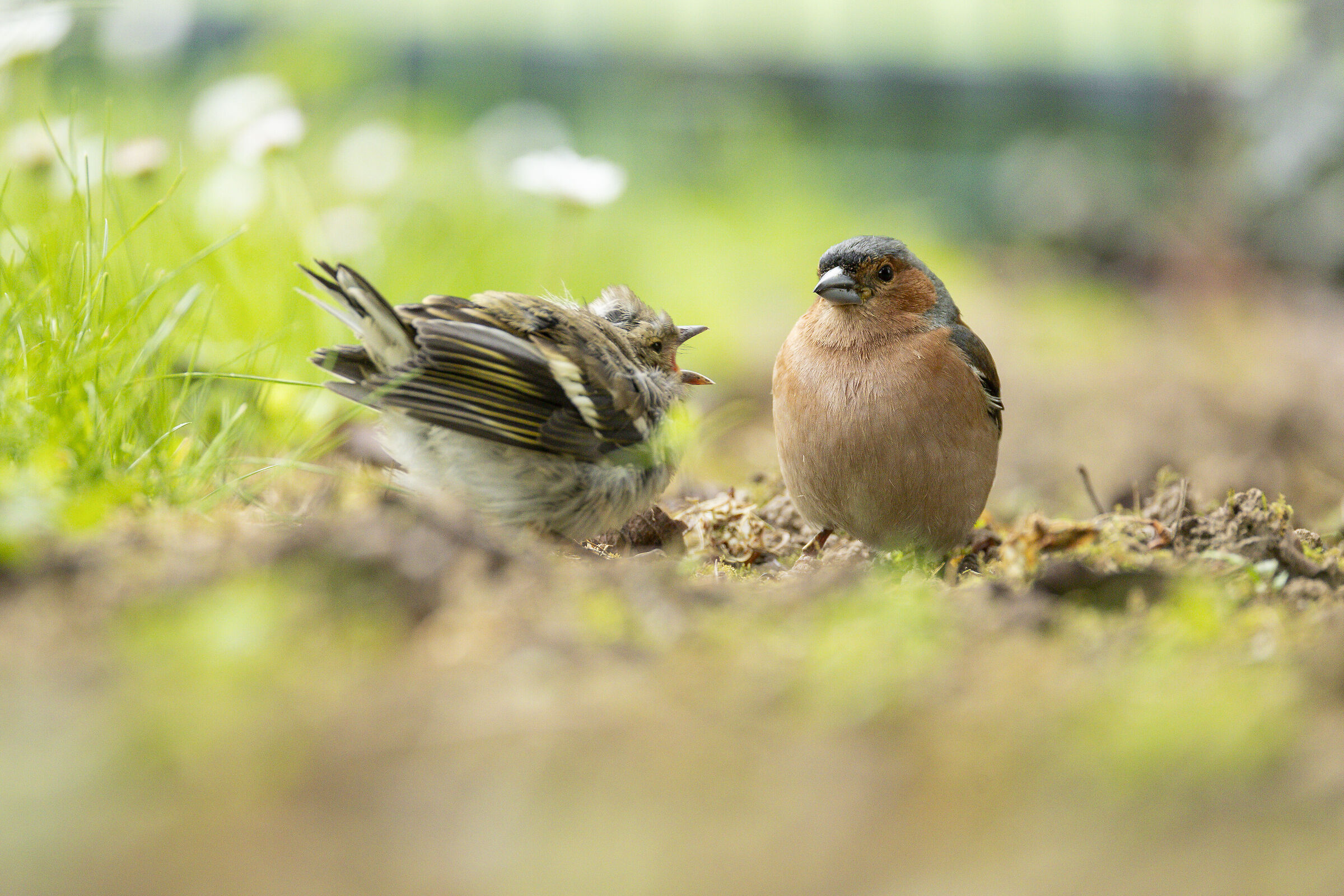 Finches