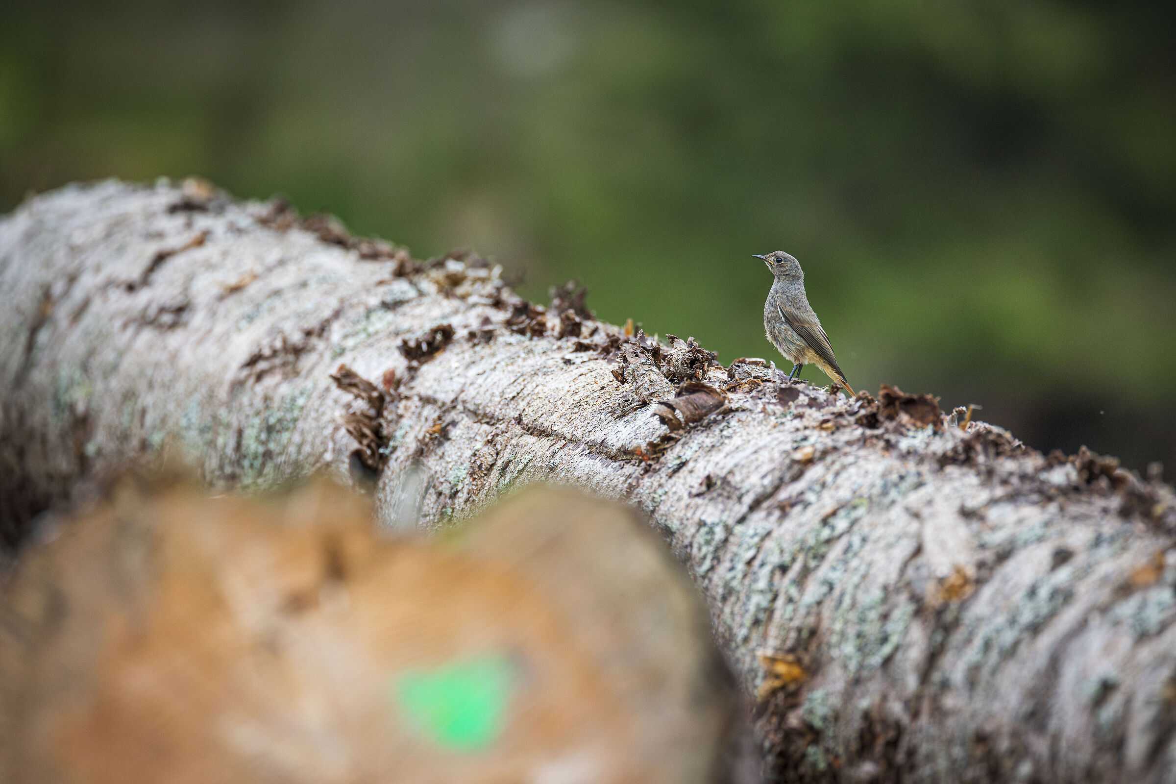 Black redstart