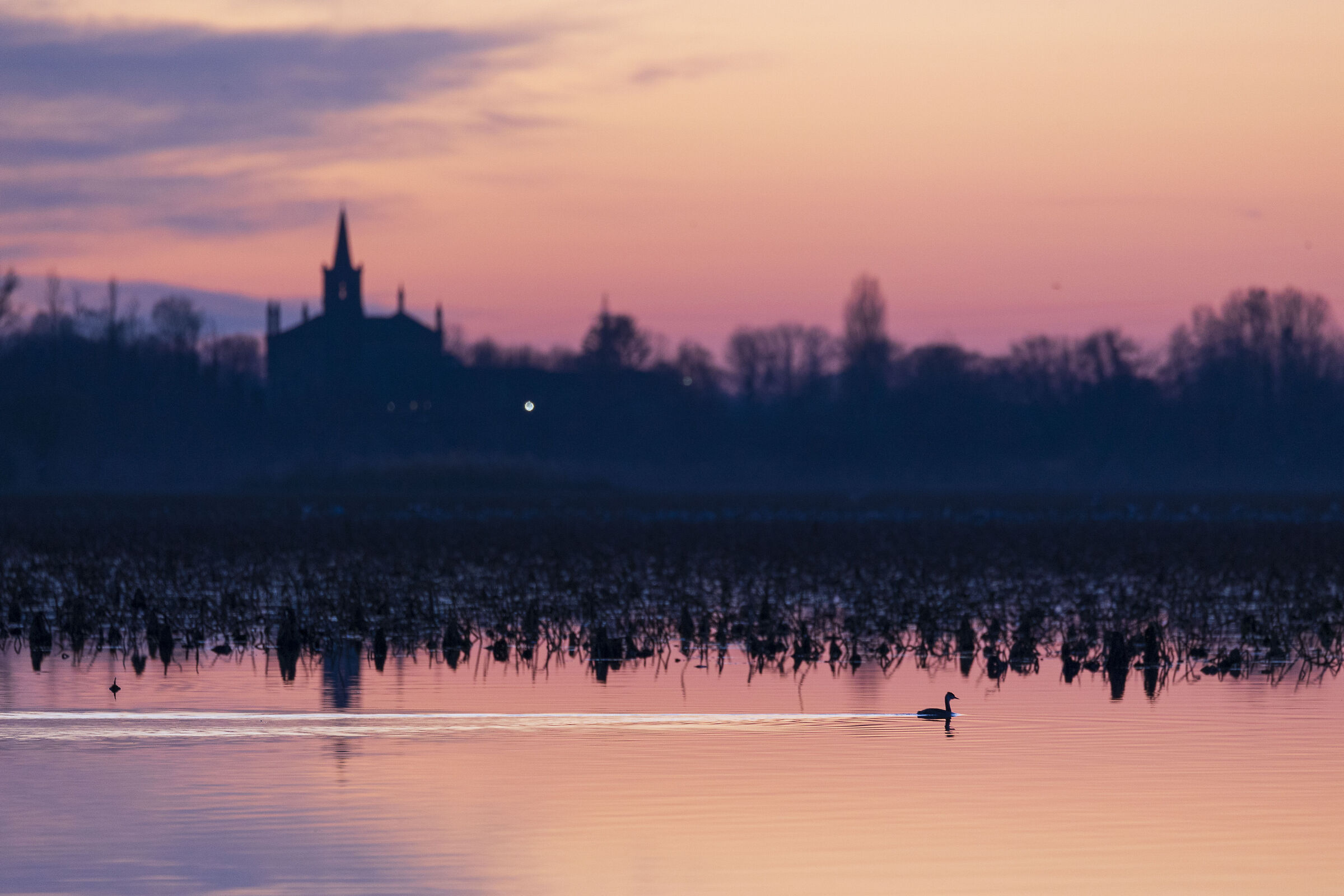 Mantua me genuit