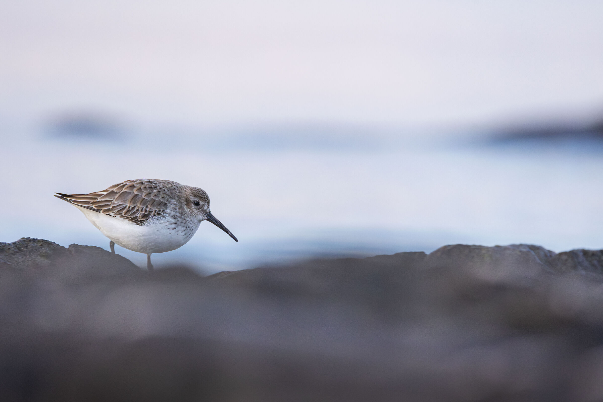 Dunlin