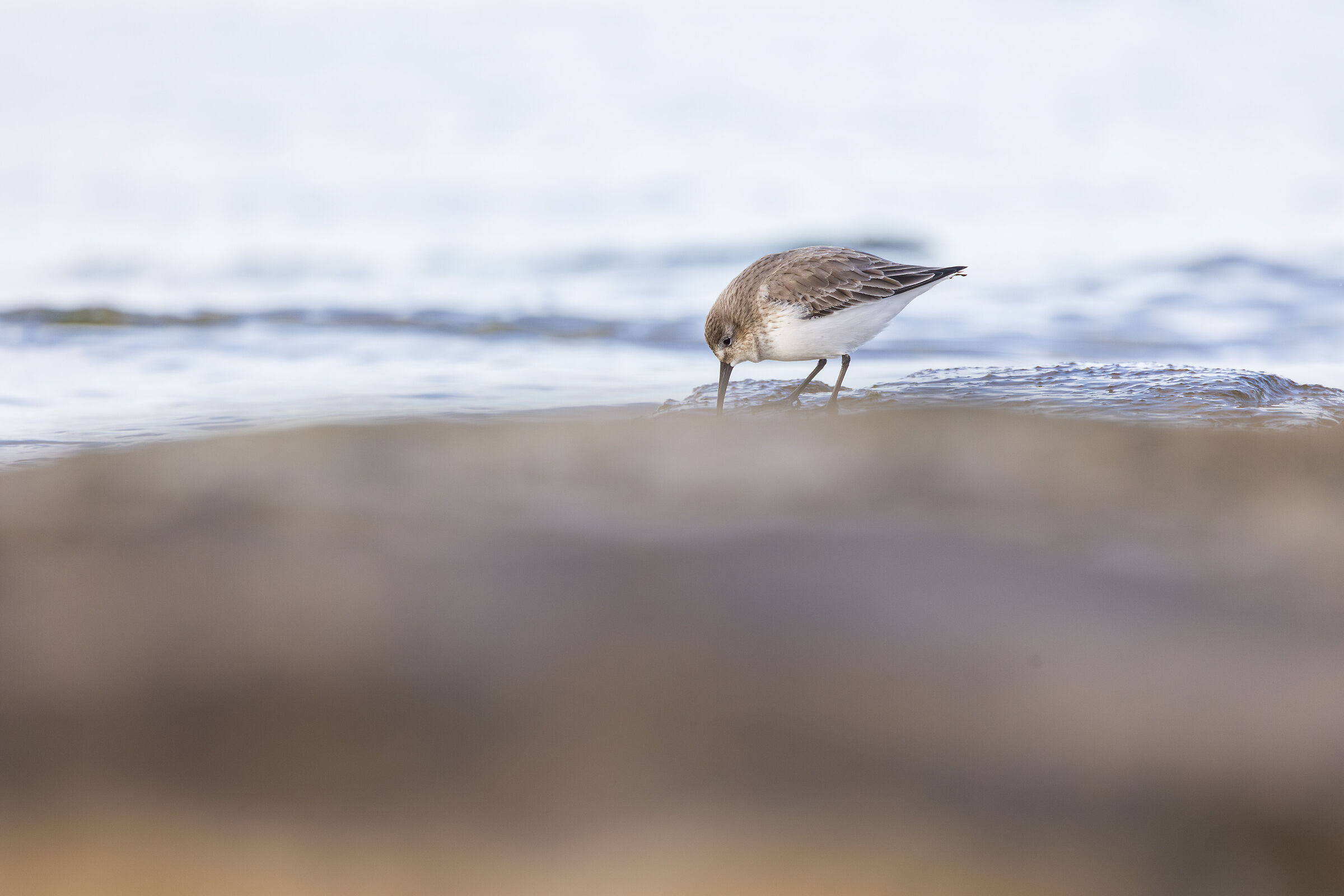 Dunlin