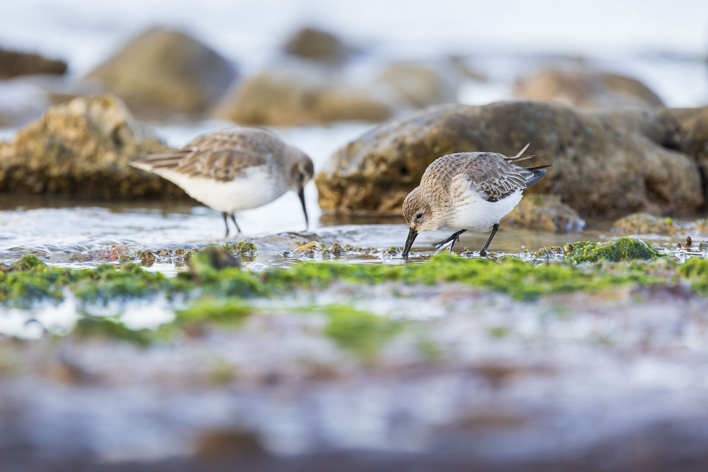 Sandpiper