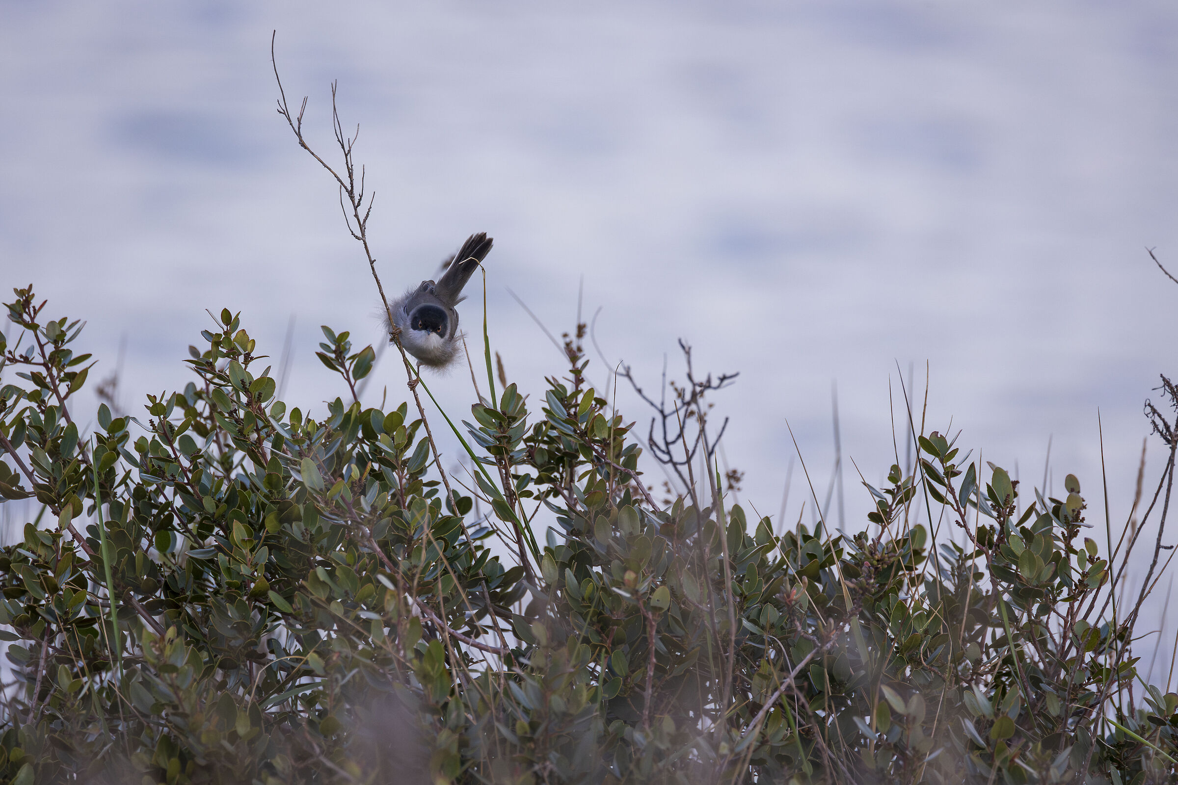 Sardinian warbler
