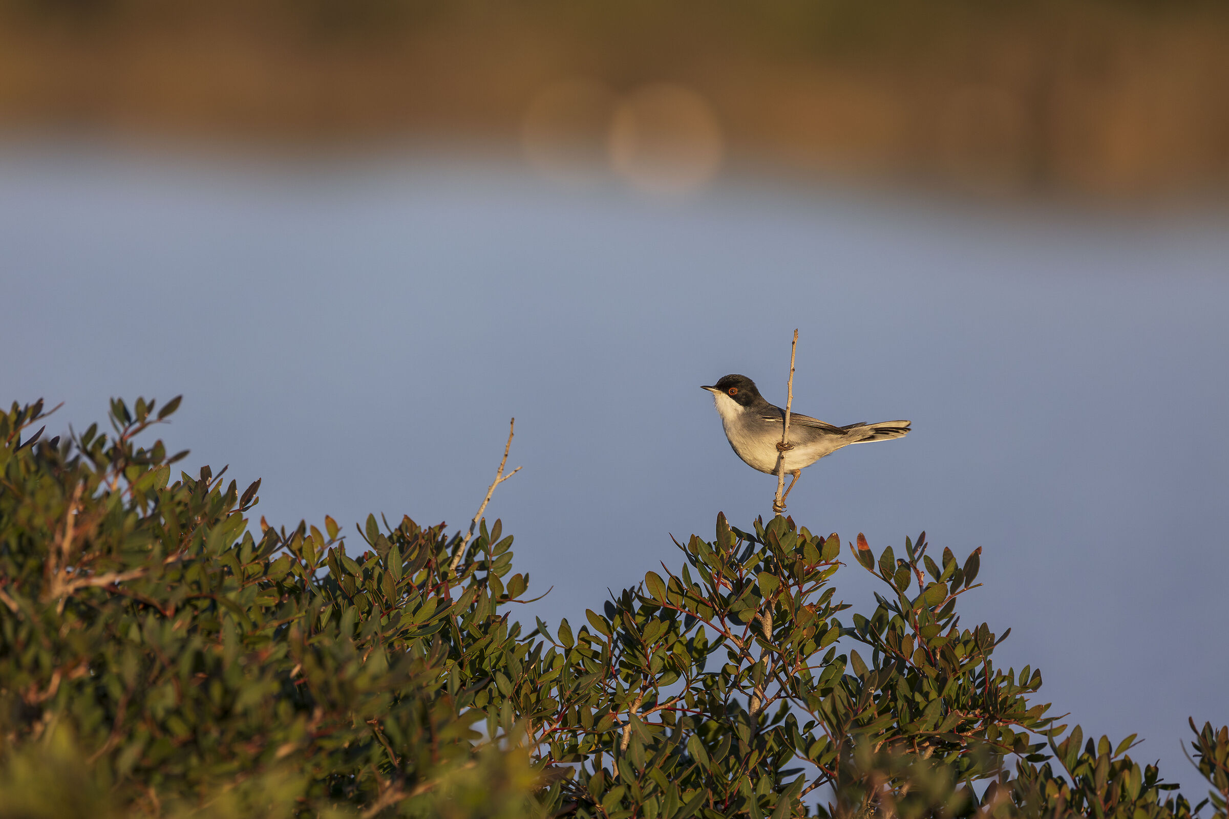 Sardinian warbler