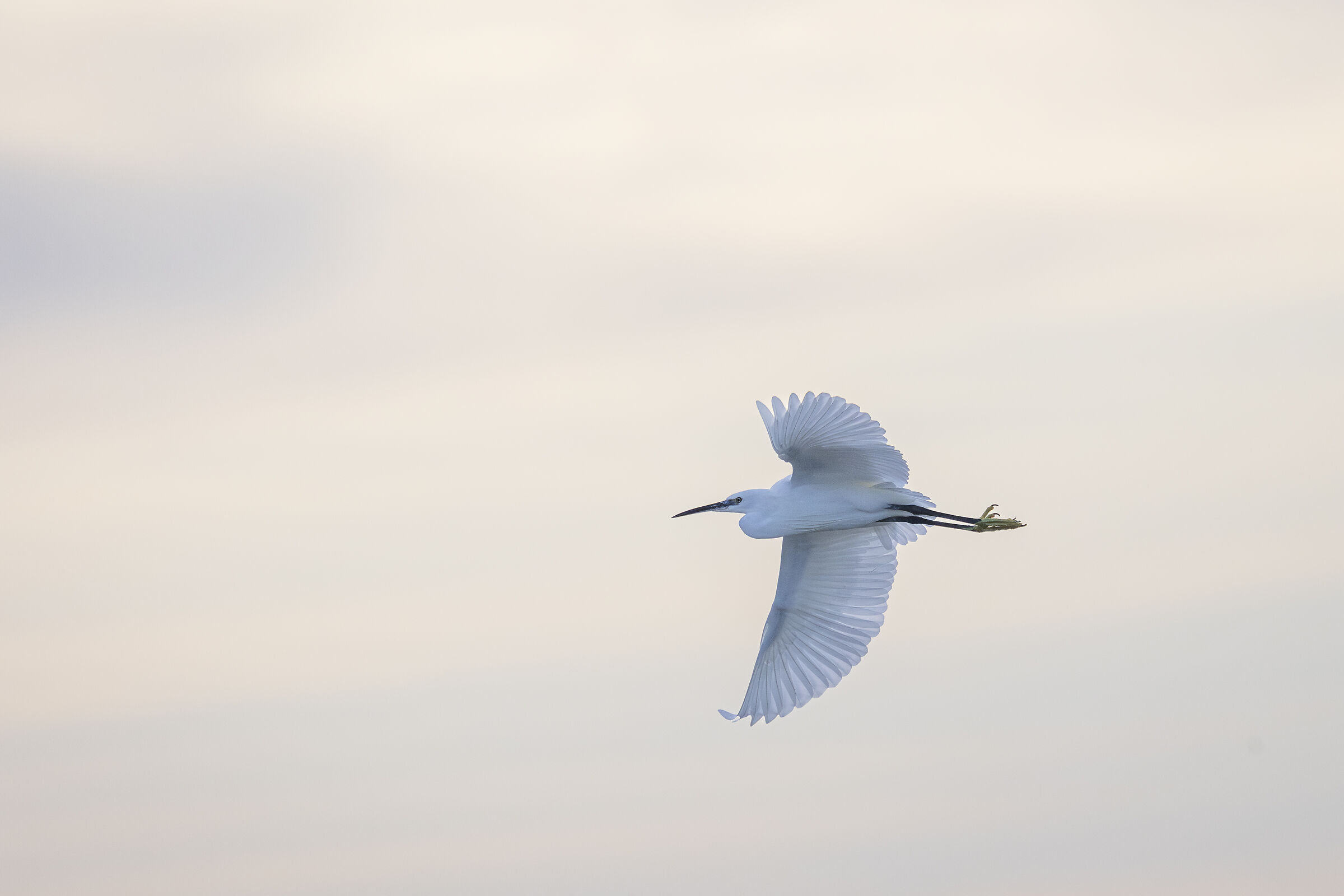 Egret