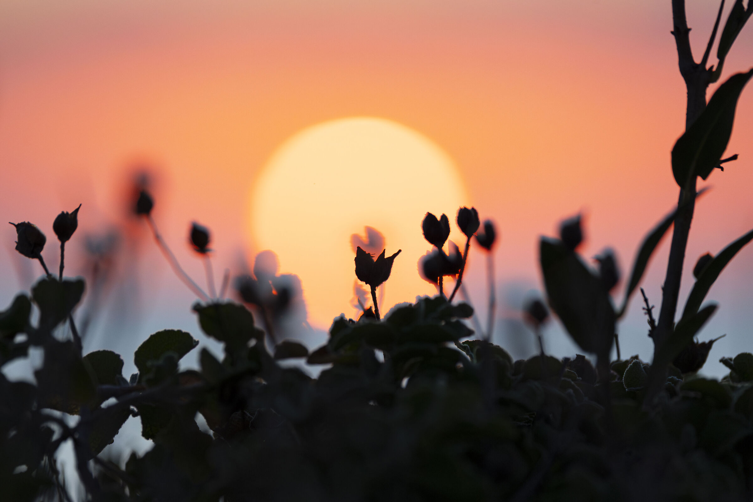 Salento sunsets