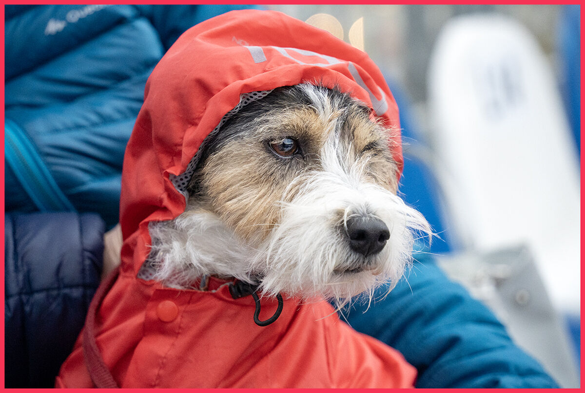 La vera... Stella del carnevale di Viareggio