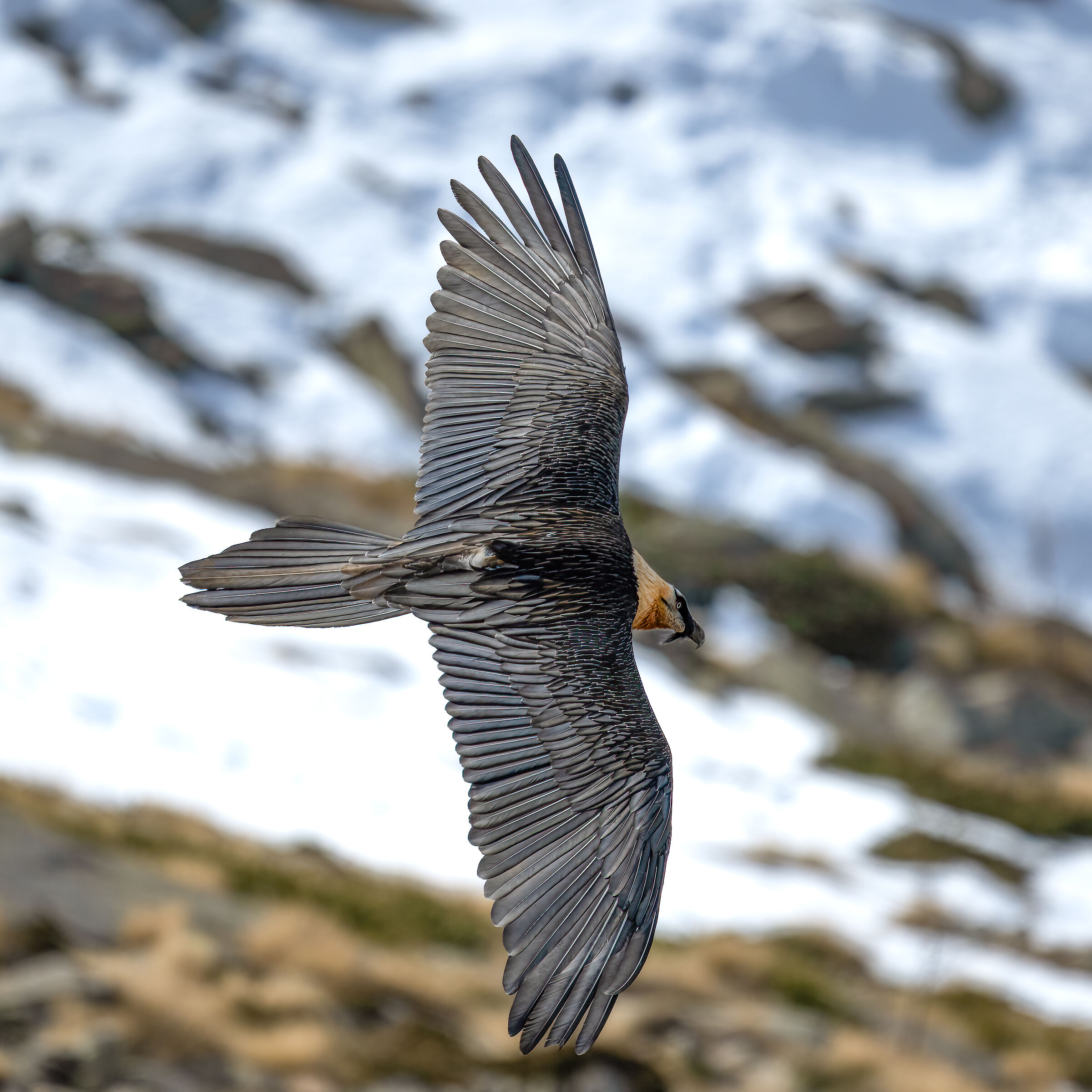 Gypaetus barbatus - Gran Paradiso National Park