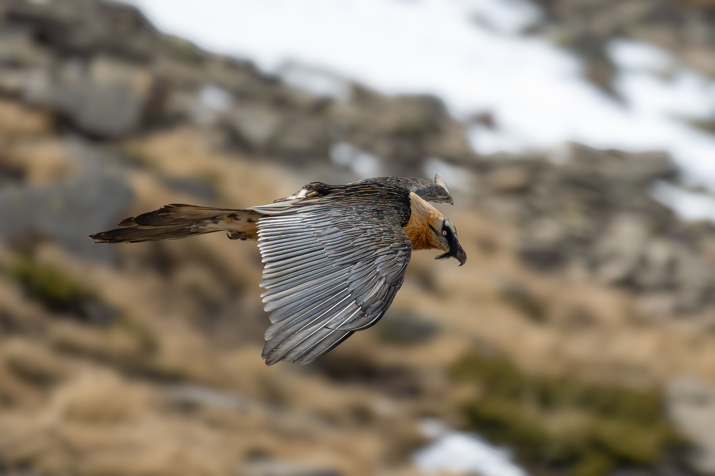 Gypaetus barbatus - Gran Paradiso National Park