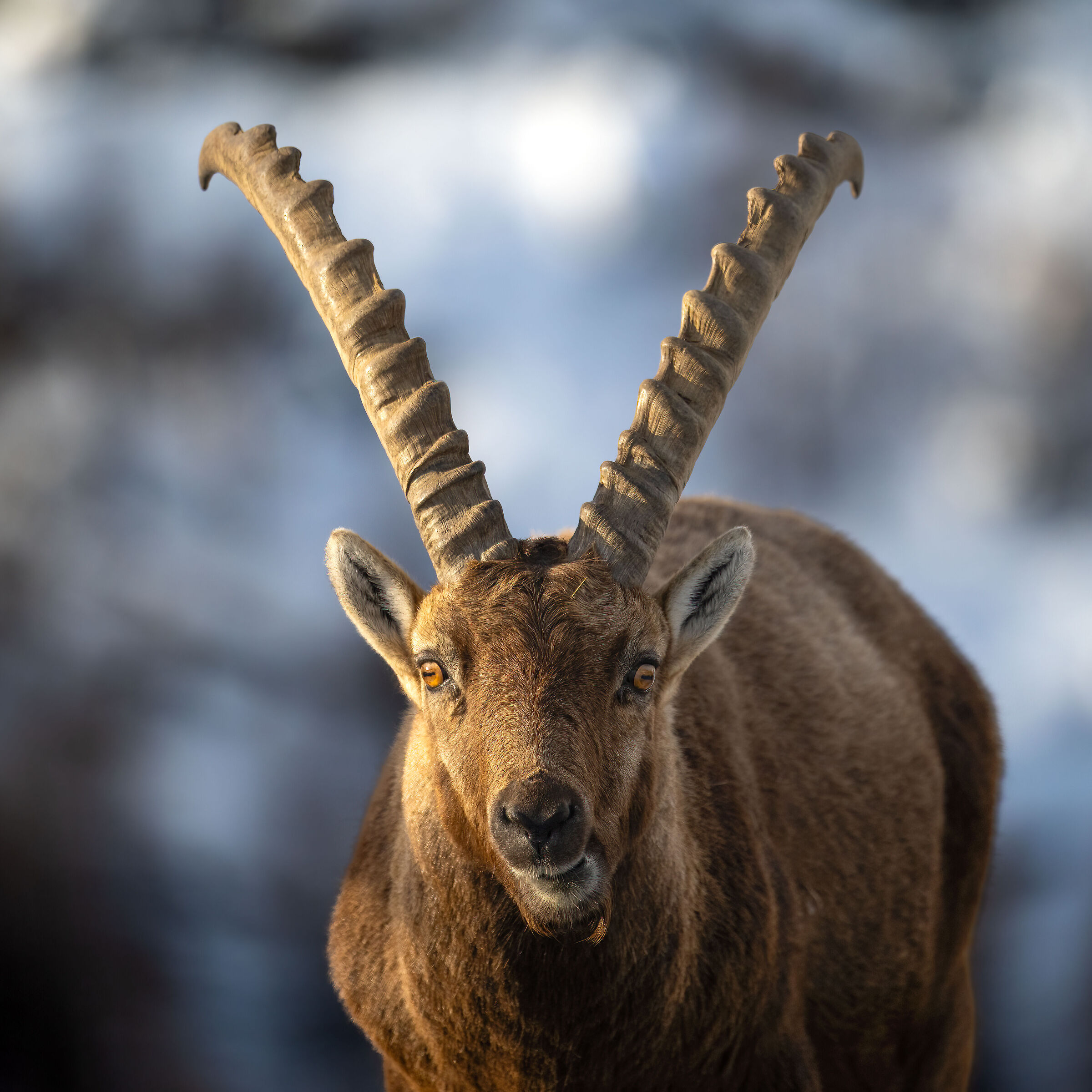 Ibex - Gran Paradiso National Park