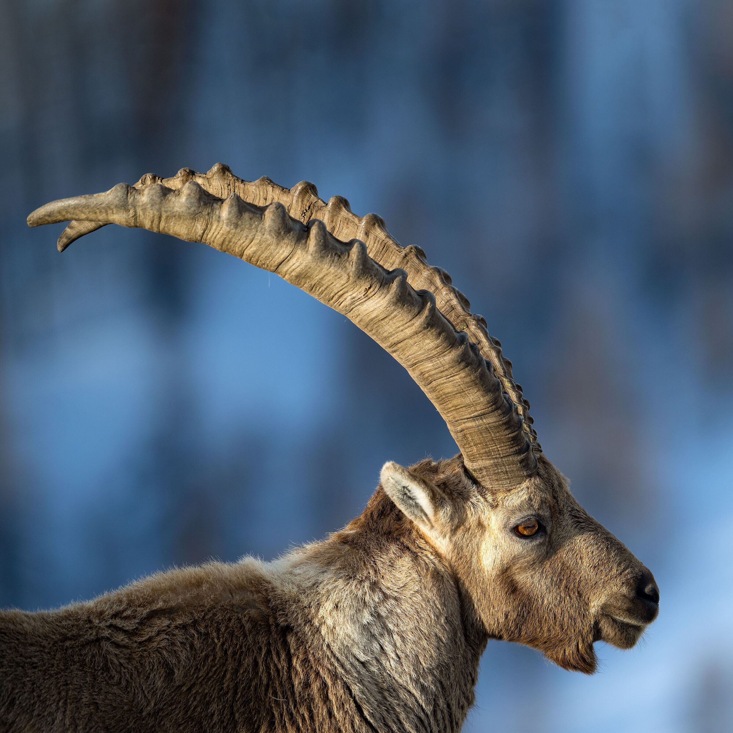 Ibex - Gran Paradiso National Park