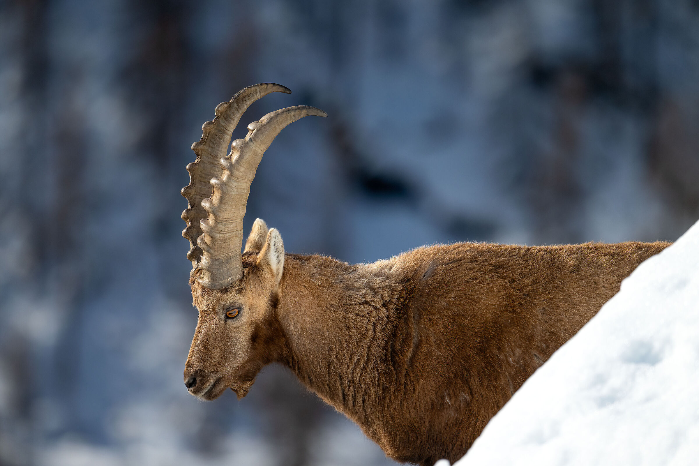 Ibex - Gran Paradiso National Park