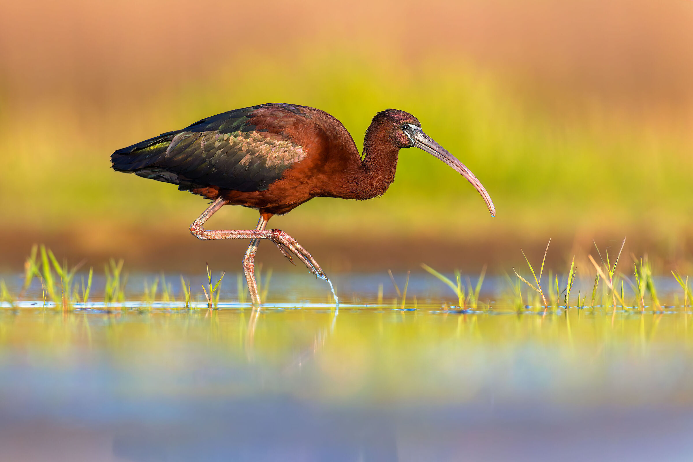 Glossy ibis