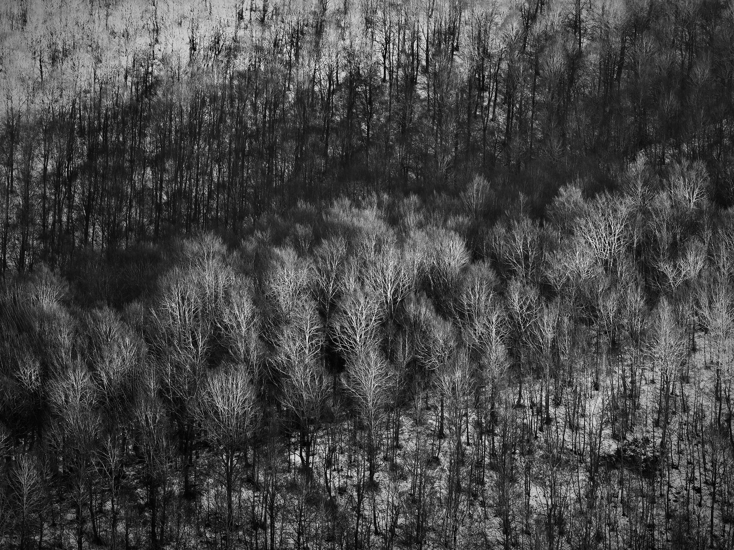 gli alberi bianchi e gli alberi neri