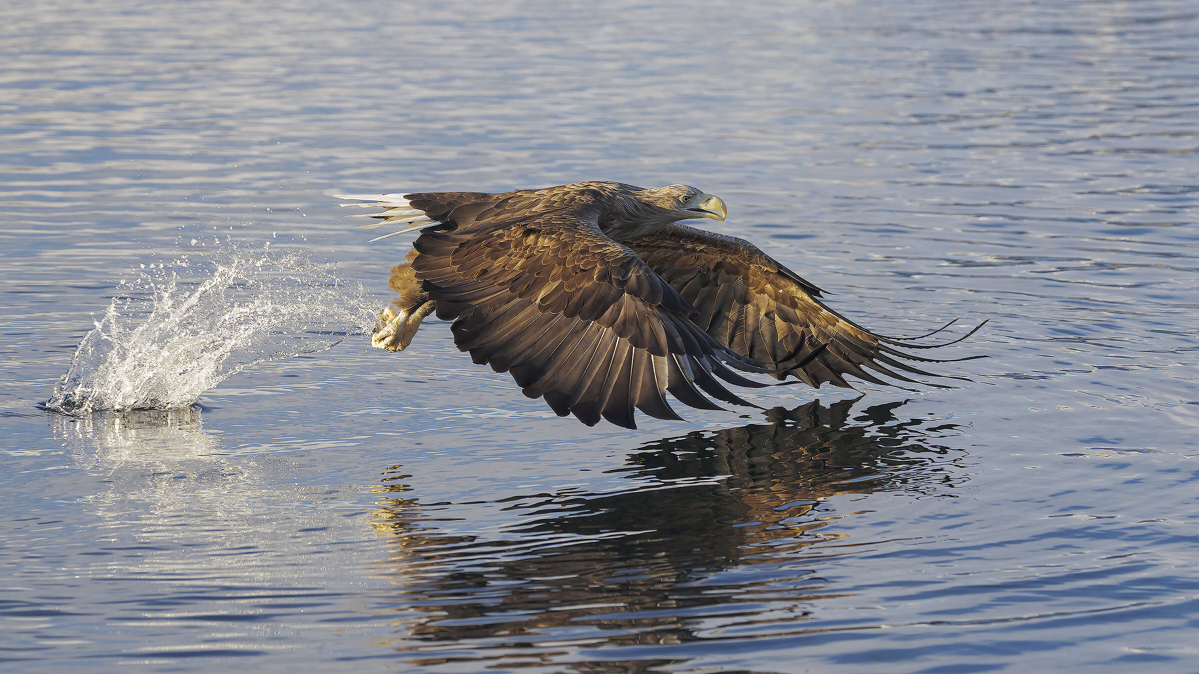 Aquila di mare codabianca