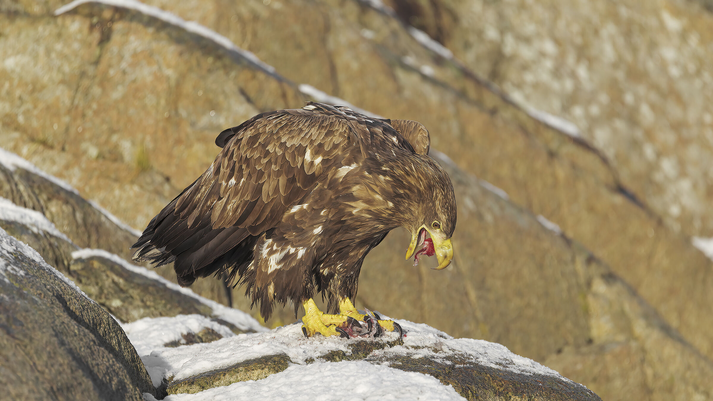 White-tailed Sea Eagle