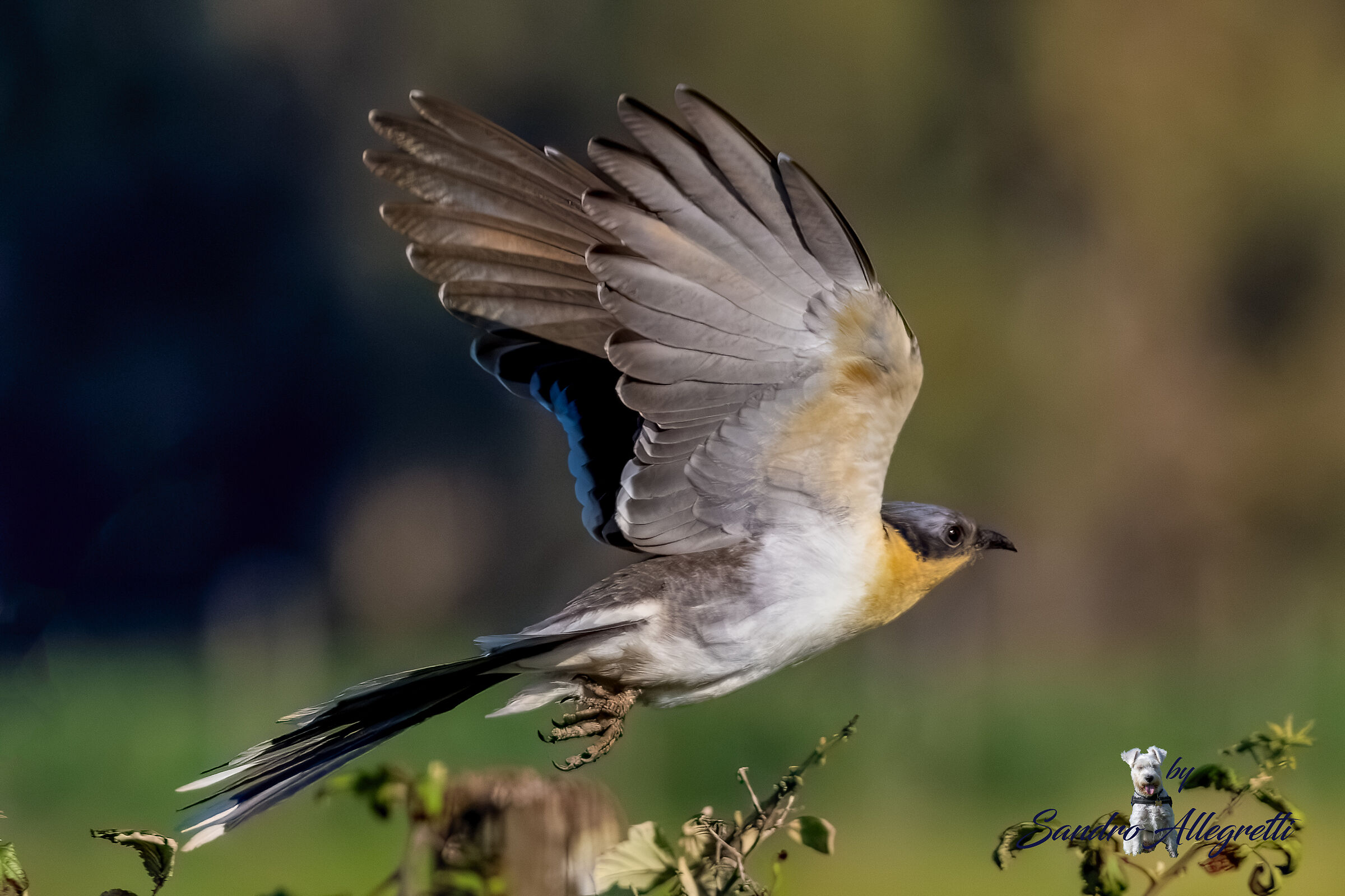 Il cuculo dal ciuffo (Clamator glandarius)