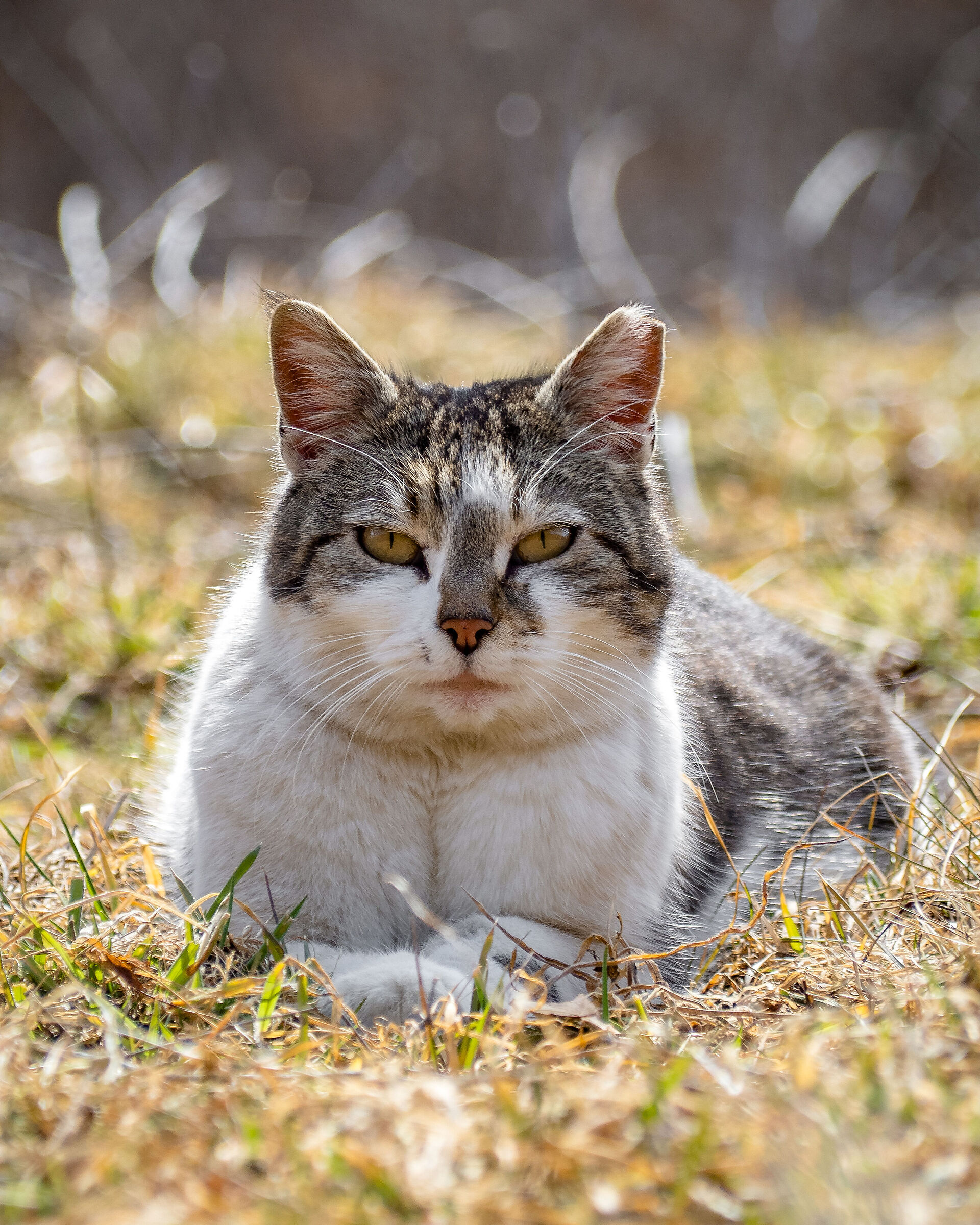 Maslana's cat