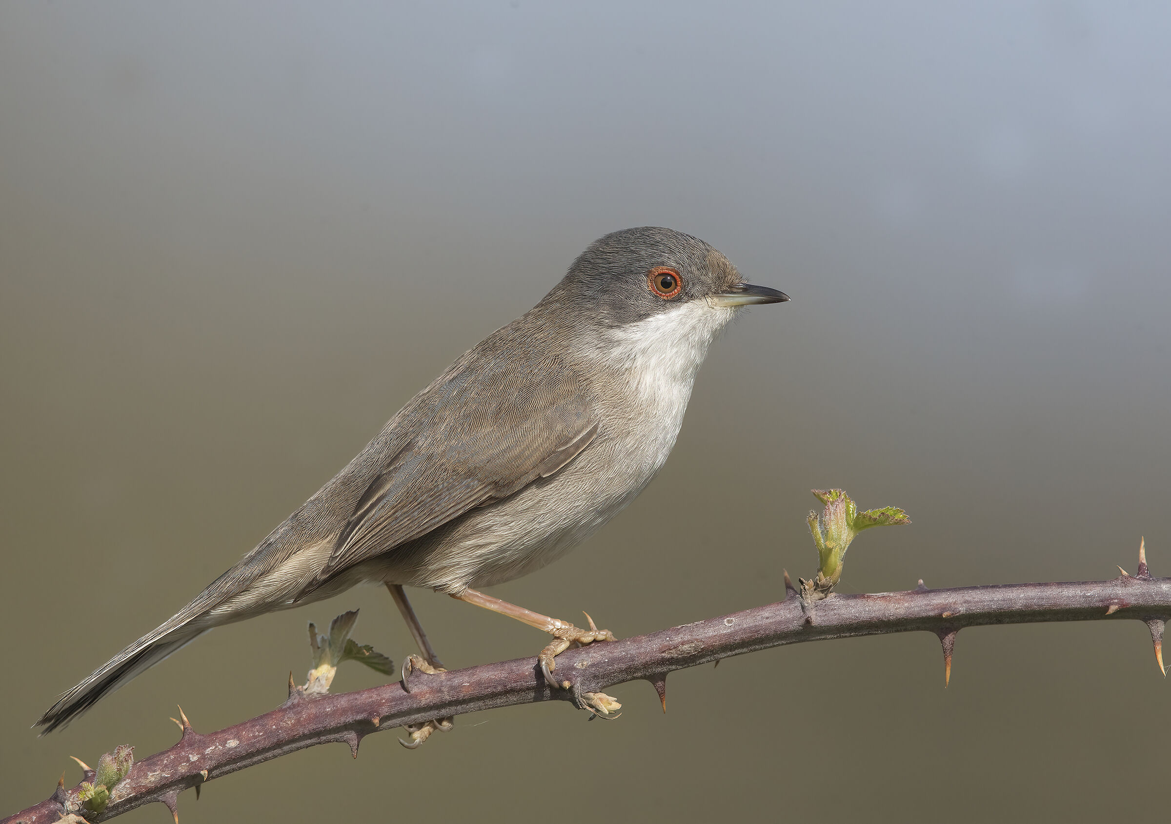 occhiocotto (sylvia melanocephala)