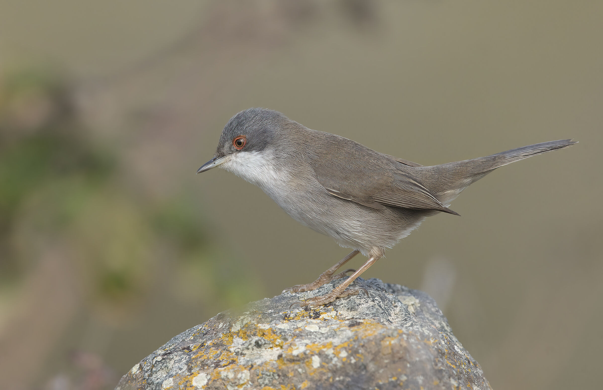 occhiocotto (sylvia melanocephala)