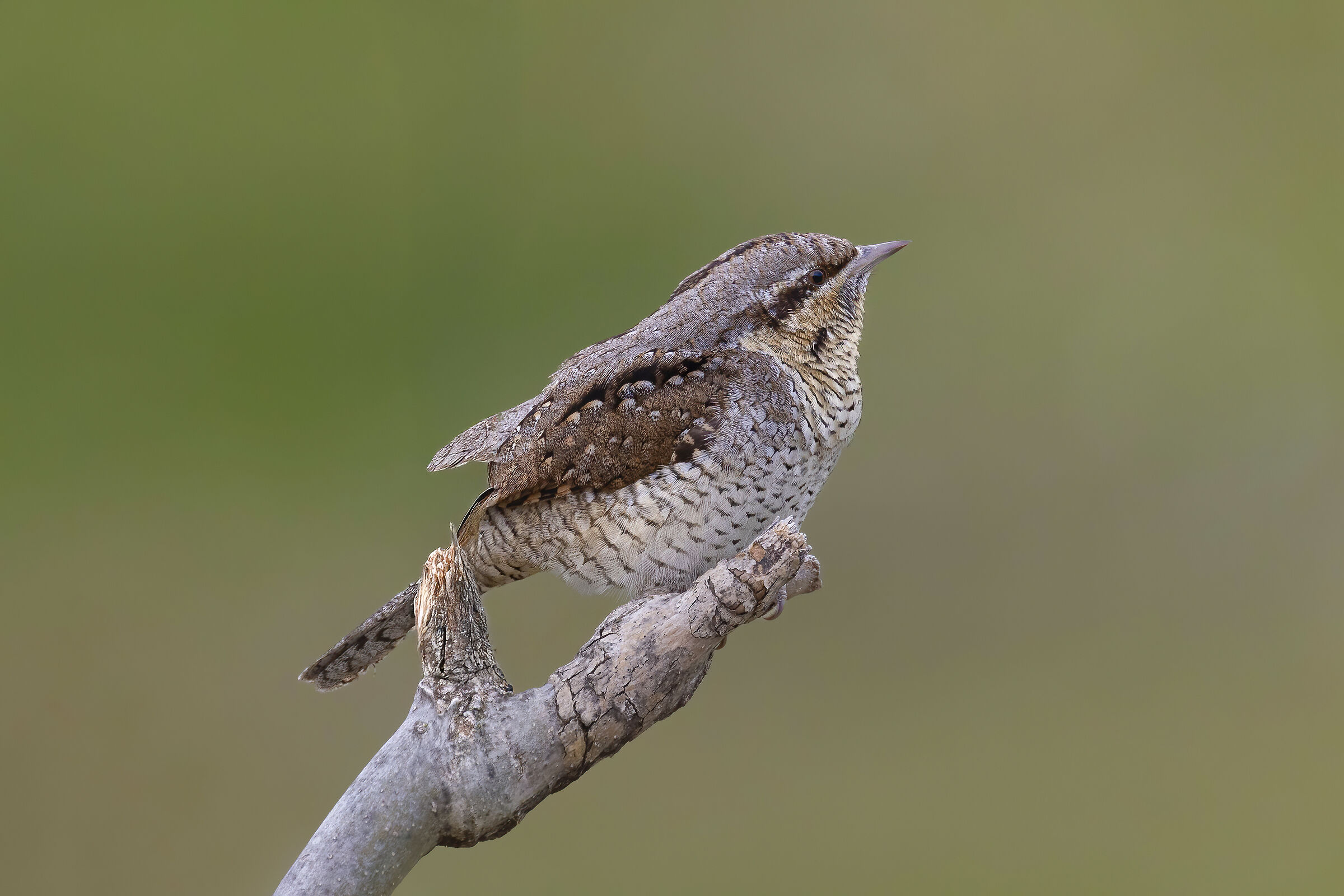 torcicollo