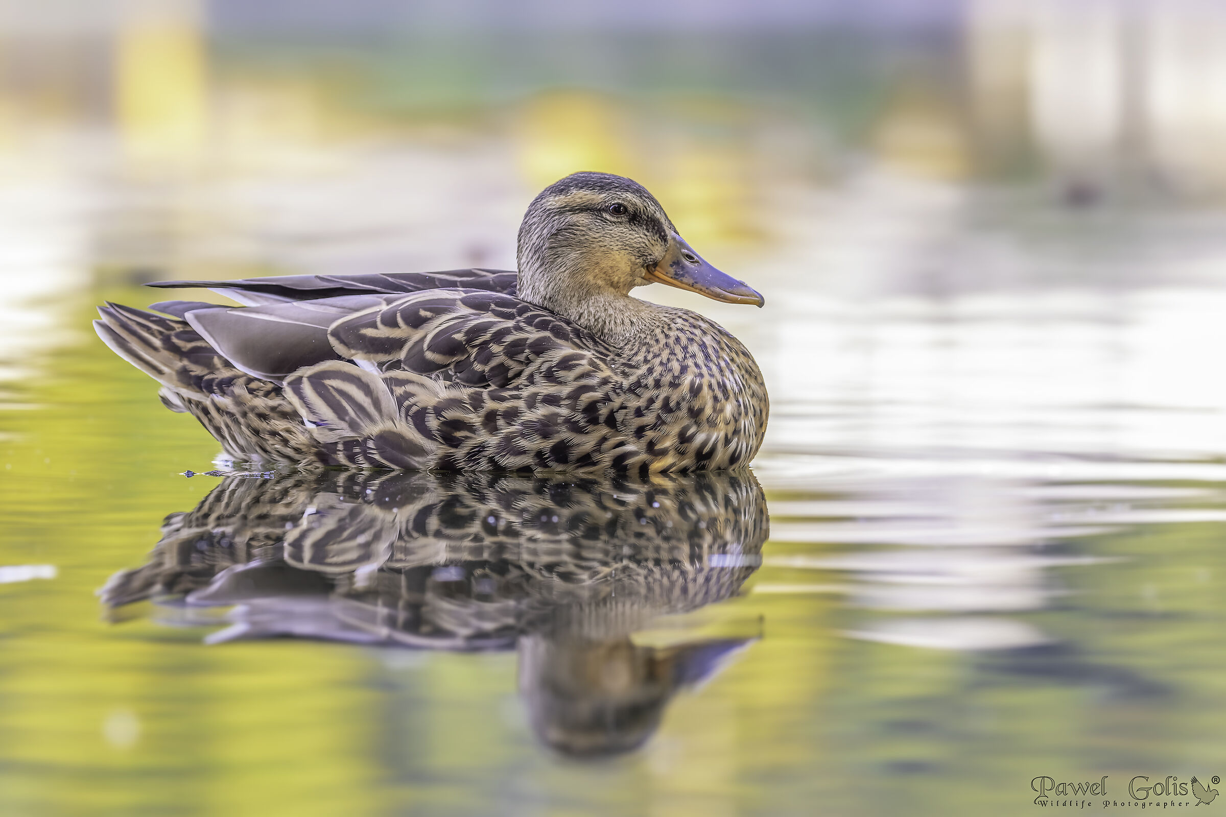 Germano reale (Anas platyrhynchos)