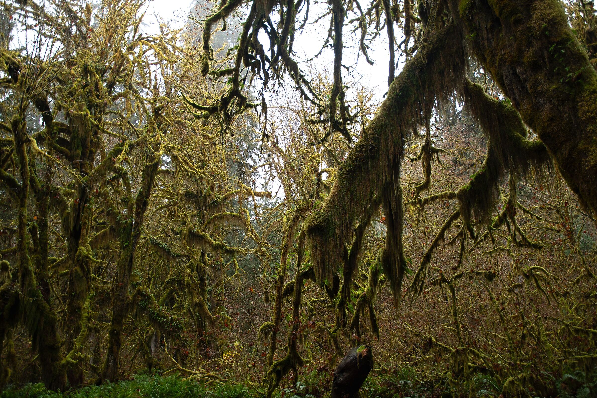 Hoh forest