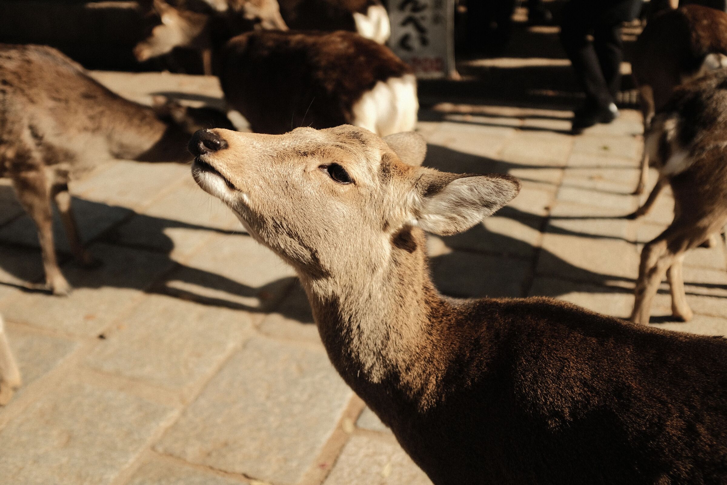 Un abitante di Nara