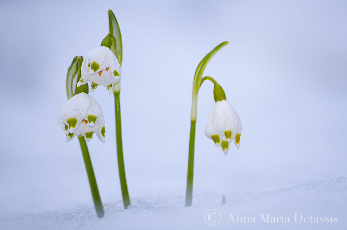 Falso bucaneve Leucojum vernum