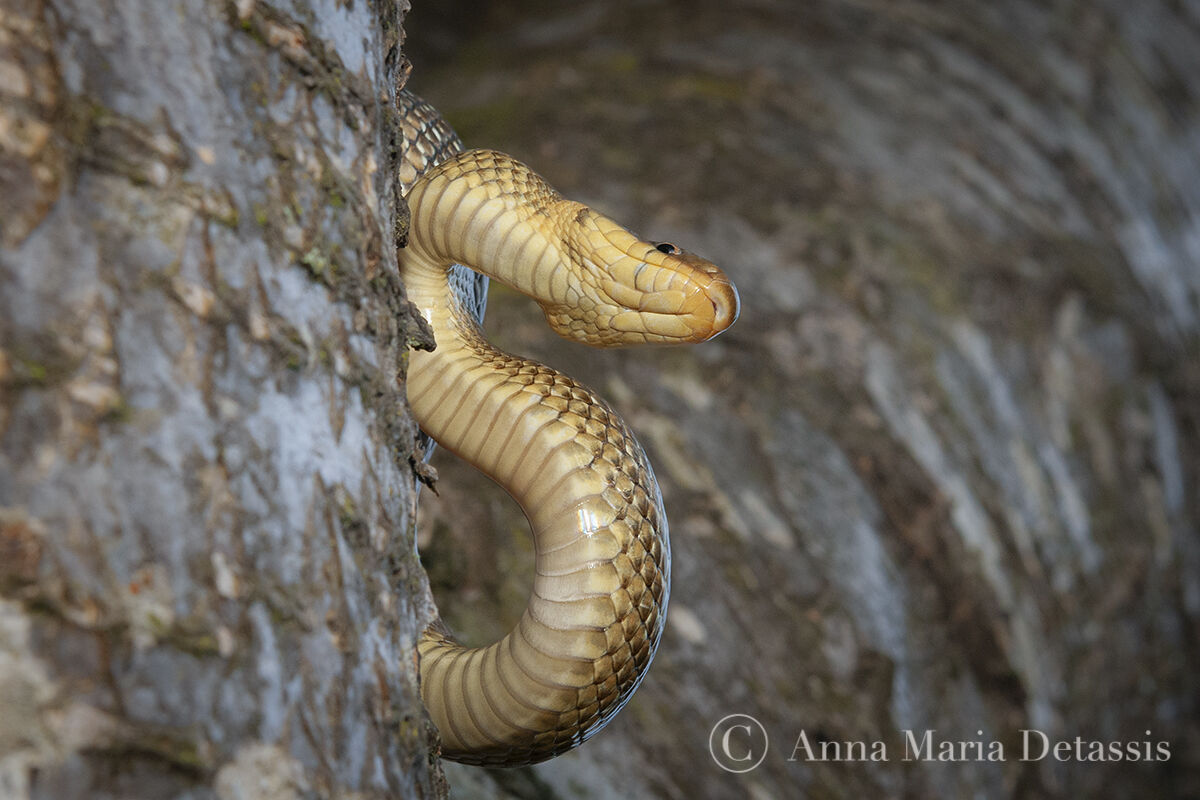 Lightning bolt Zamenis longissimus