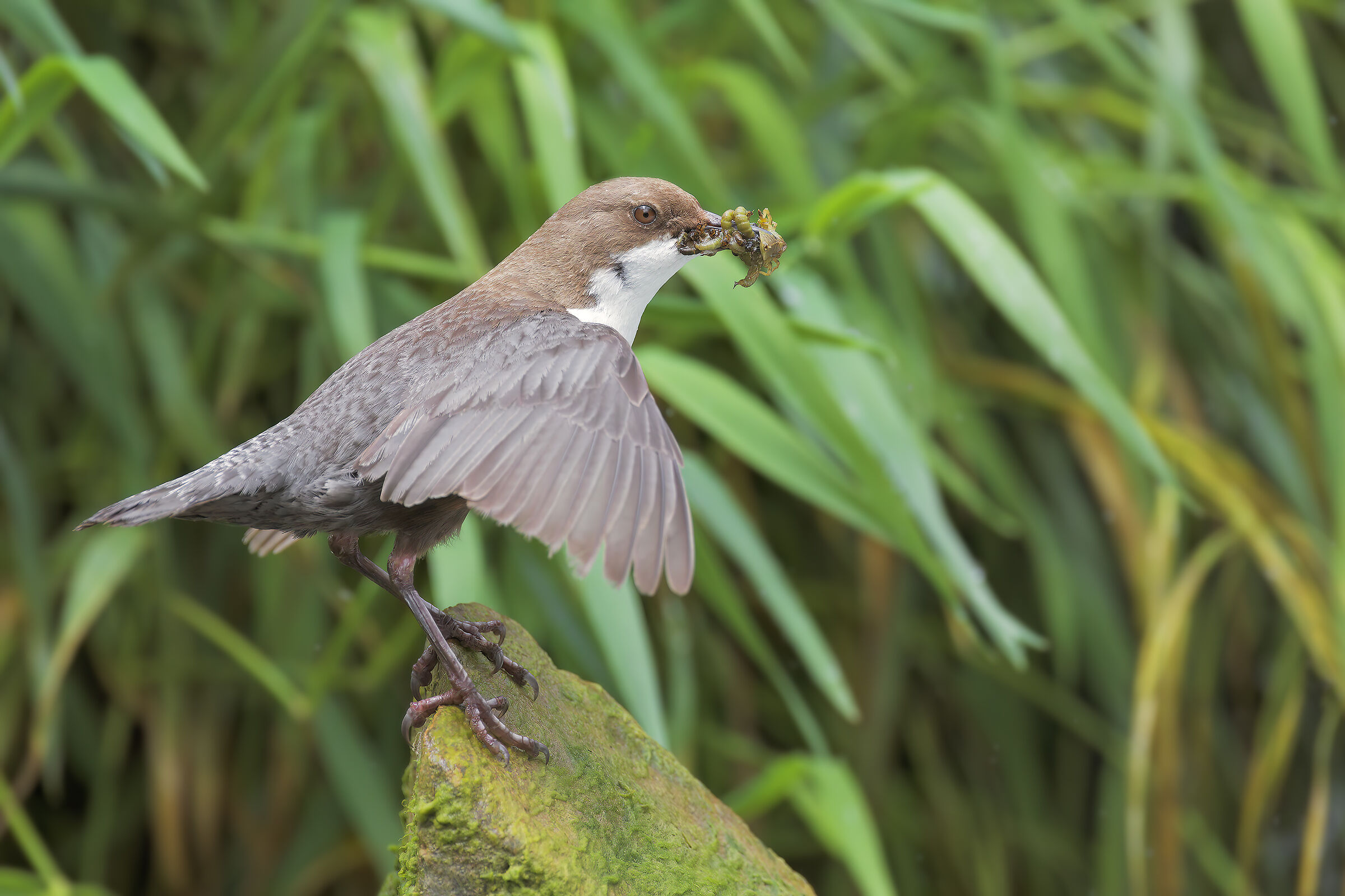 White-throated dipper