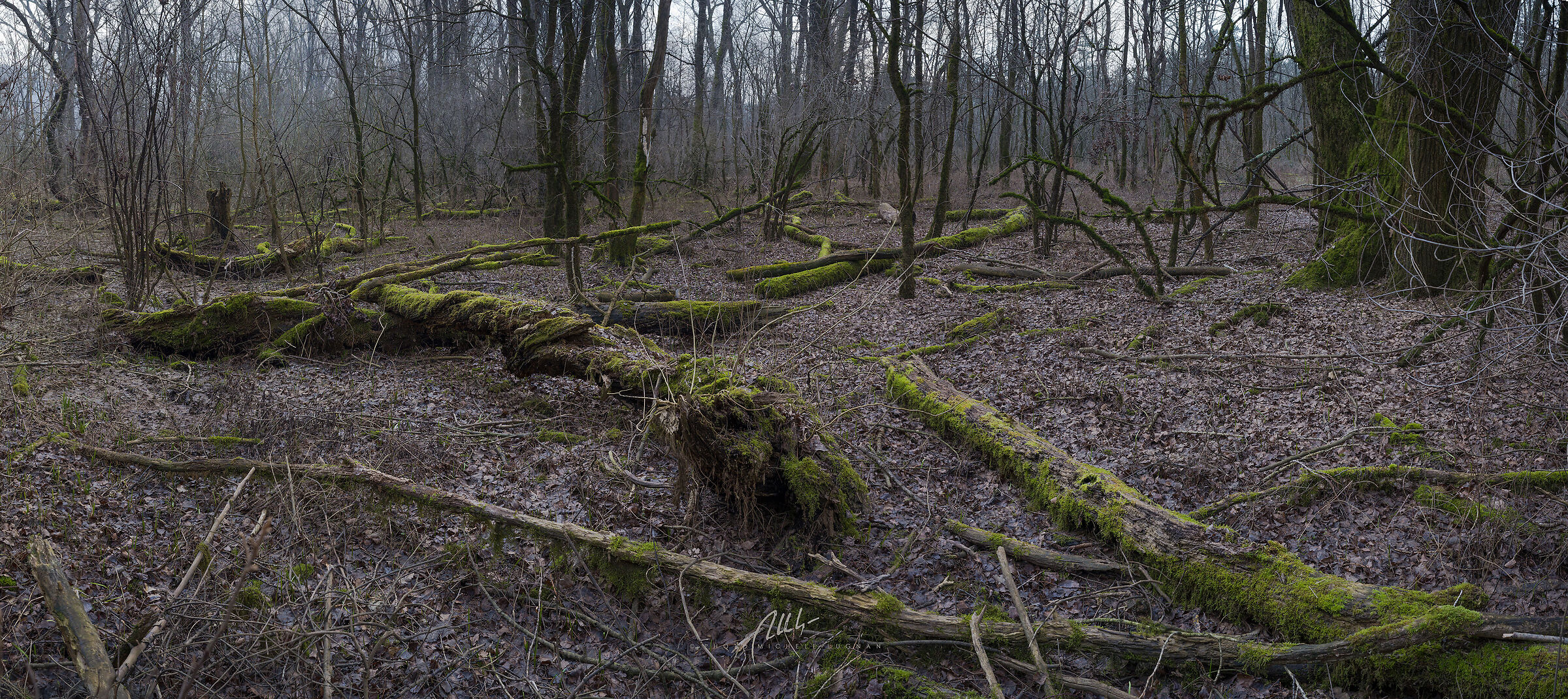 Walking through the Moss Garden