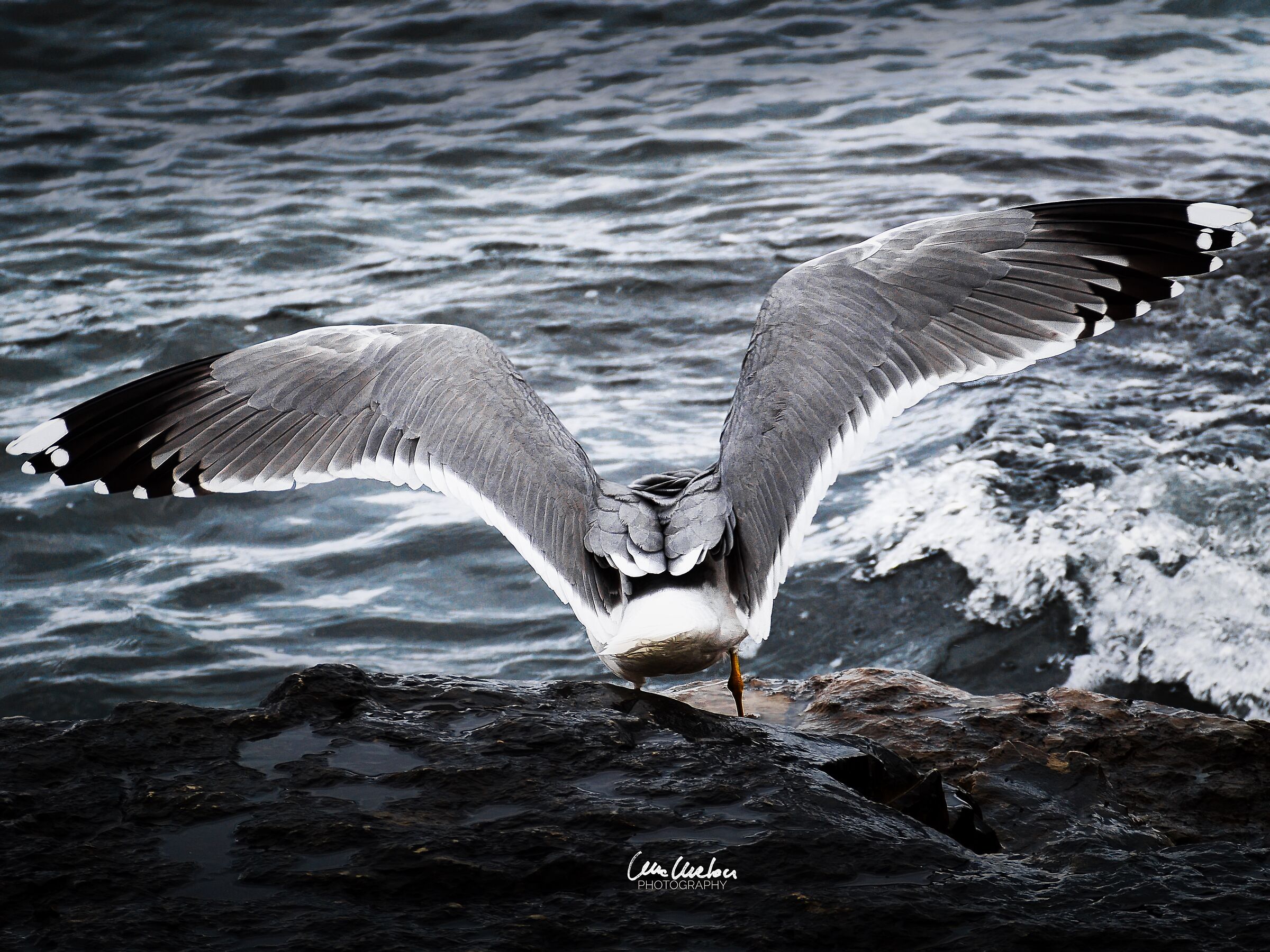 The wings of freedom