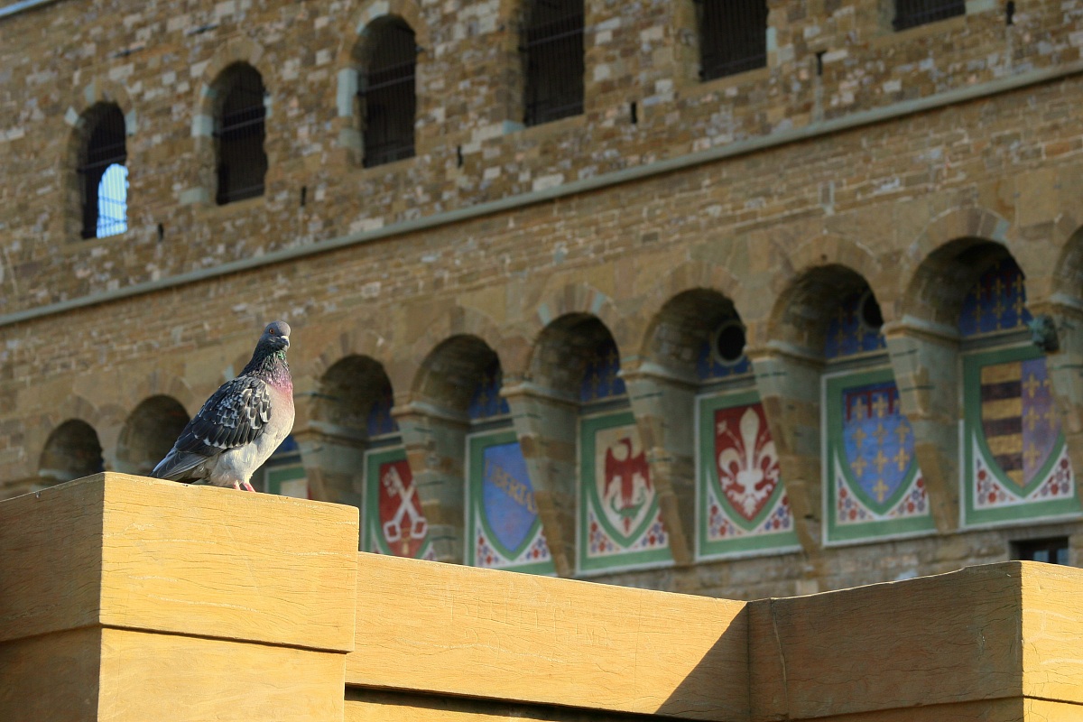 Eleganza di un Piccione.